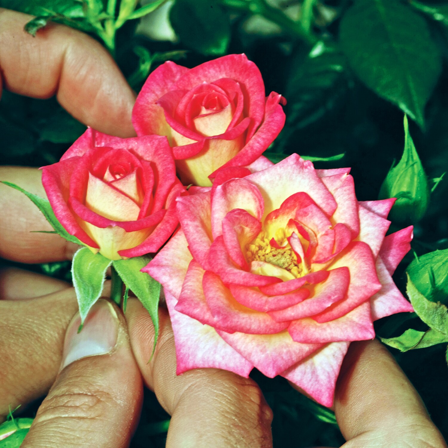 Spring Hill Nurseries 86075 roses - View #2