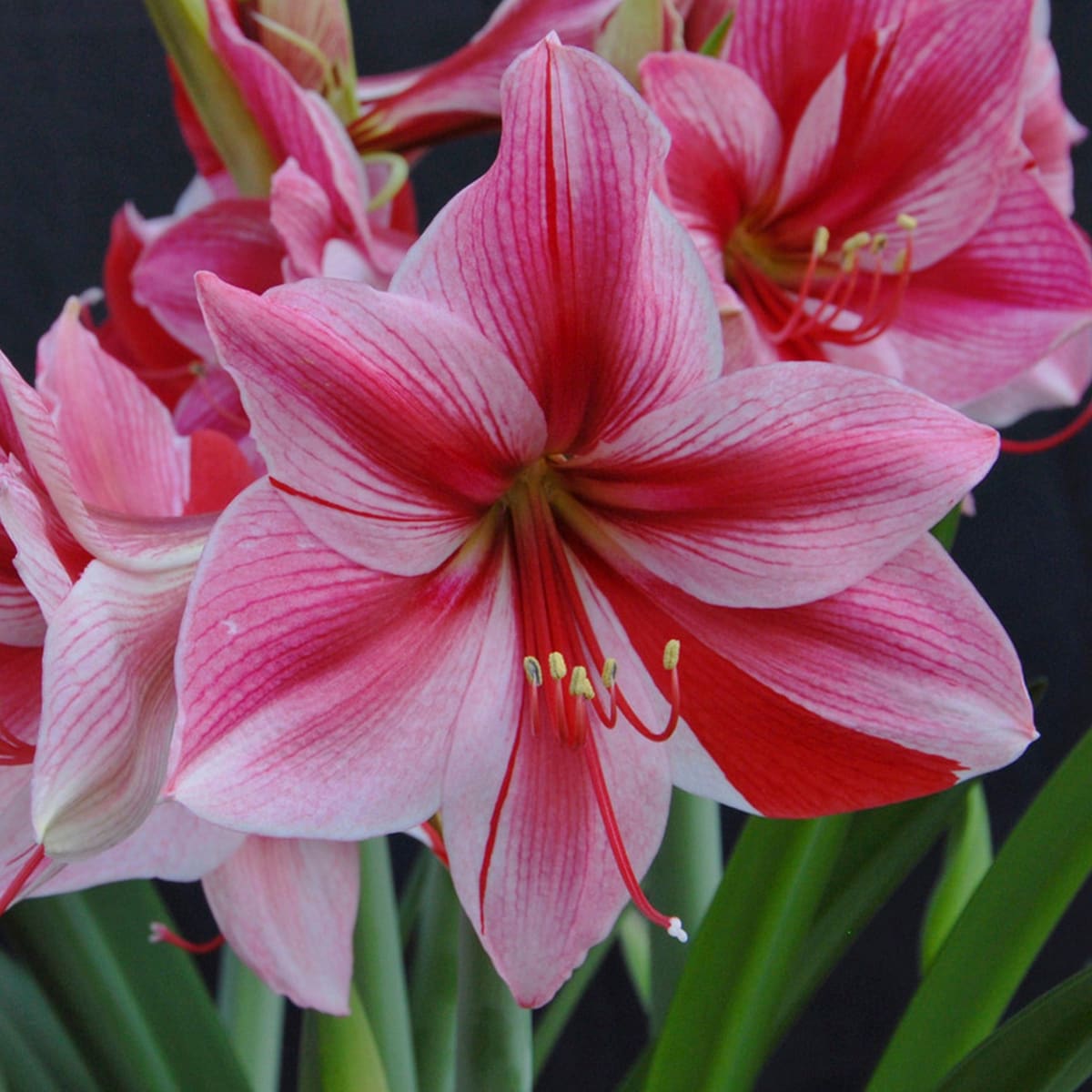 Van Zyverden 87296 Plant-Bulbs - View #2