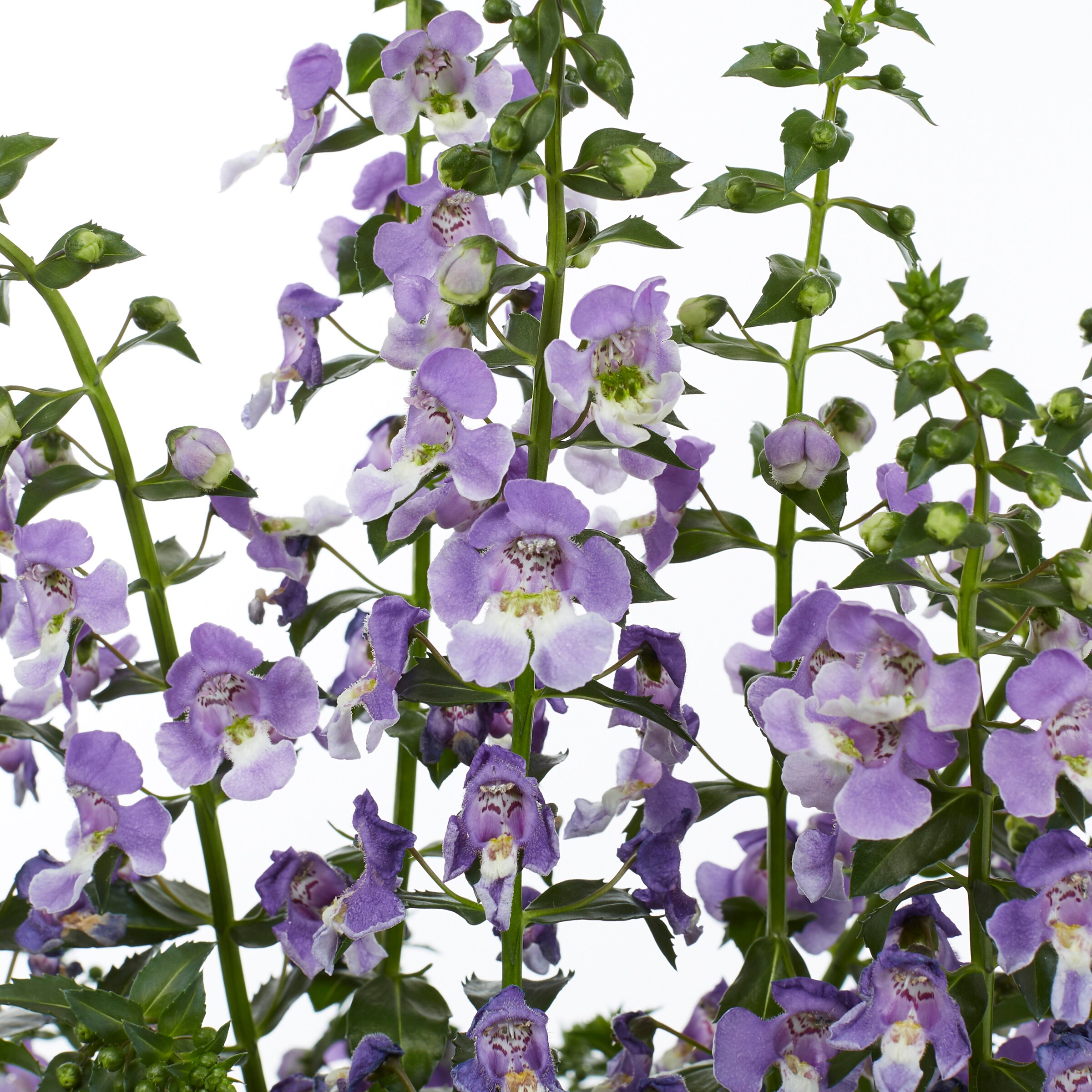 Monrovia 192083 annuals - View #2