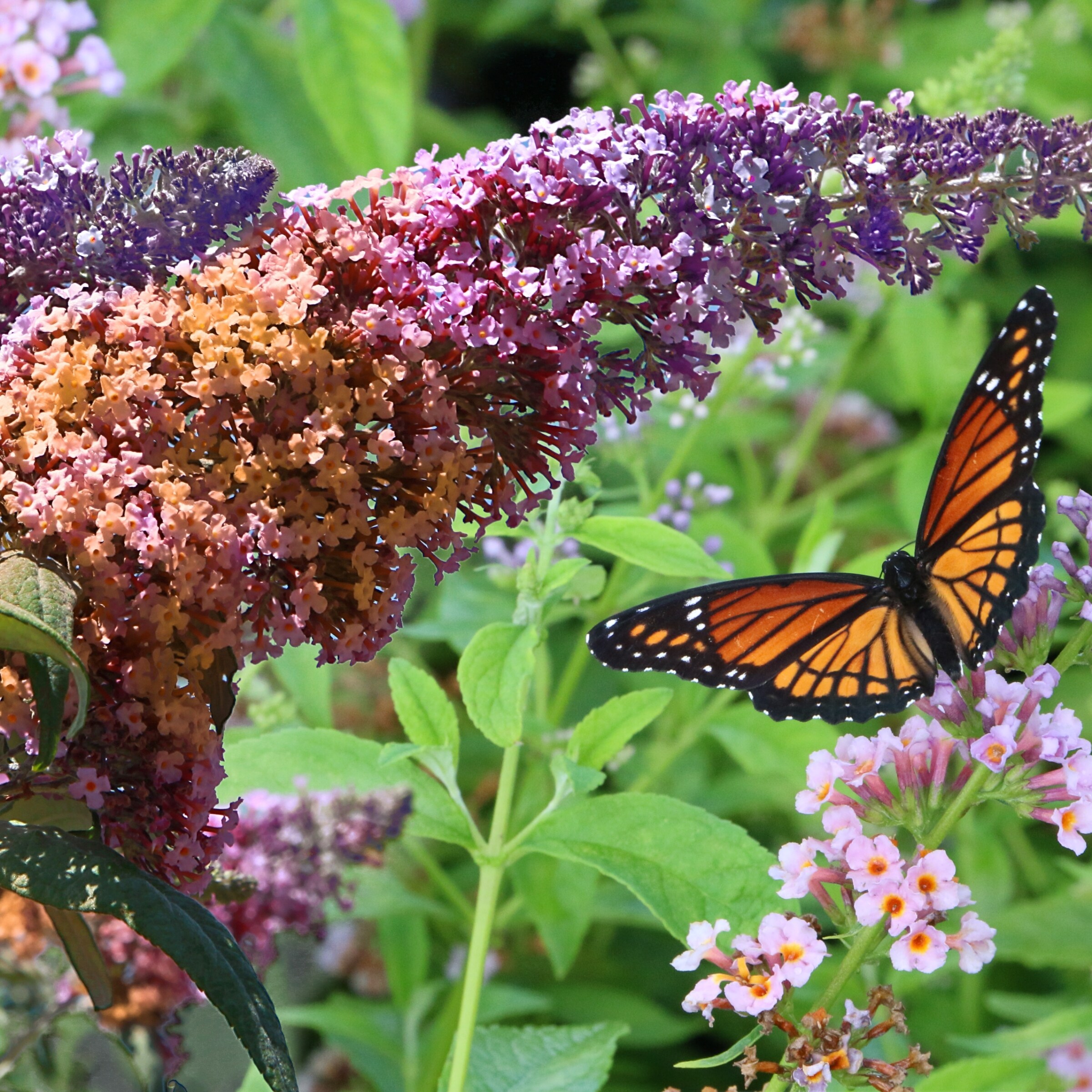 National Plant Network Multicolor Butterfly Bush Foundation/Hedge Shrub ...