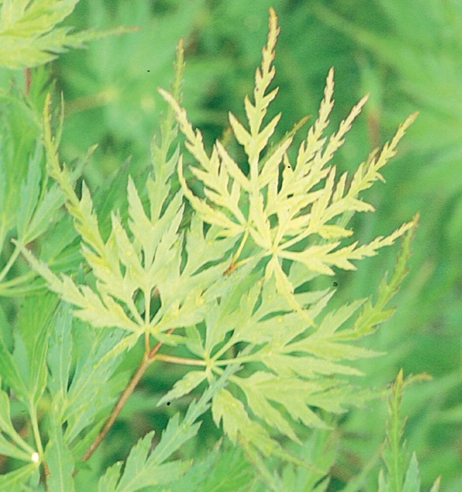  NURSERY 12.7-Gallons Feature Seiryu Japanese Maple In Pot (With Soil)