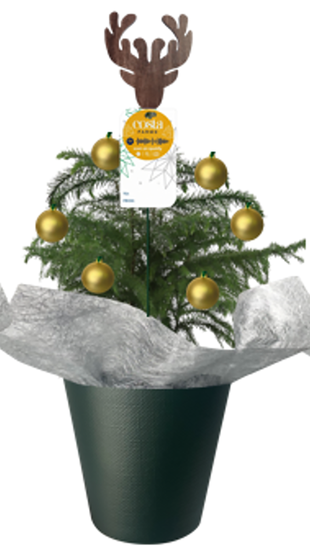 Holiday Living NURSERY annuals - View #3
