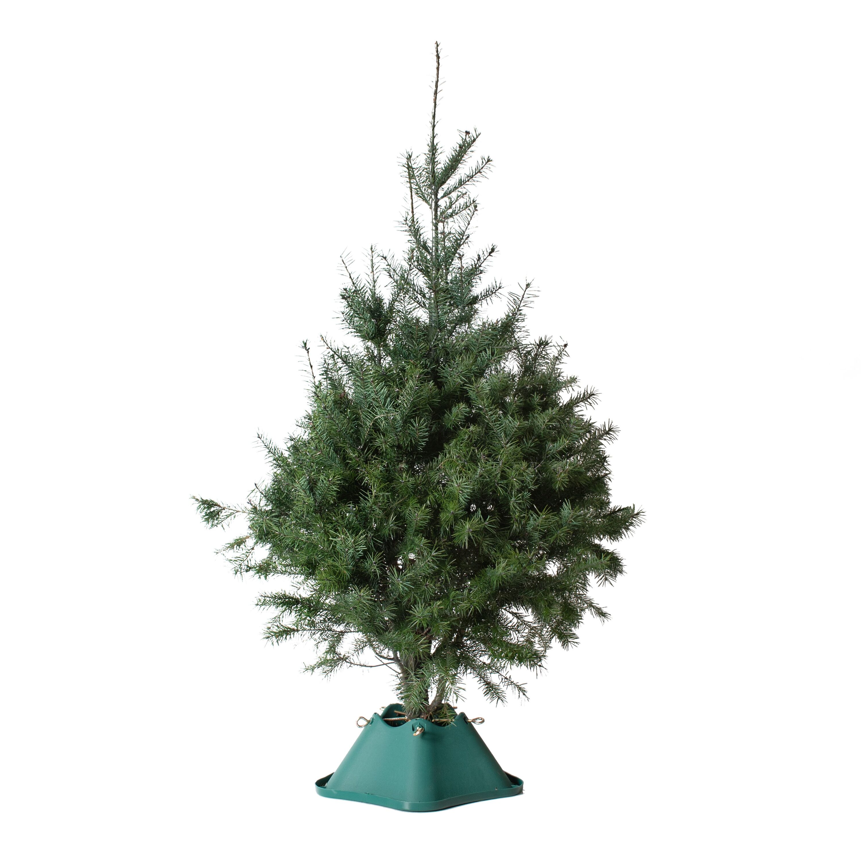 Lowes live outlet christmas trees