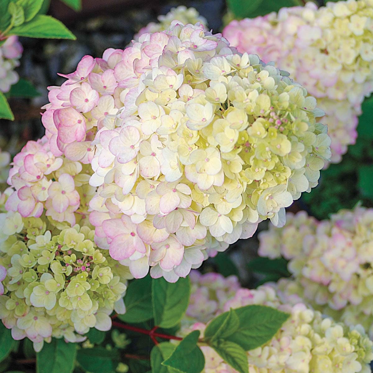 Spring Hill Nurseries 88103 shrubs - View #2