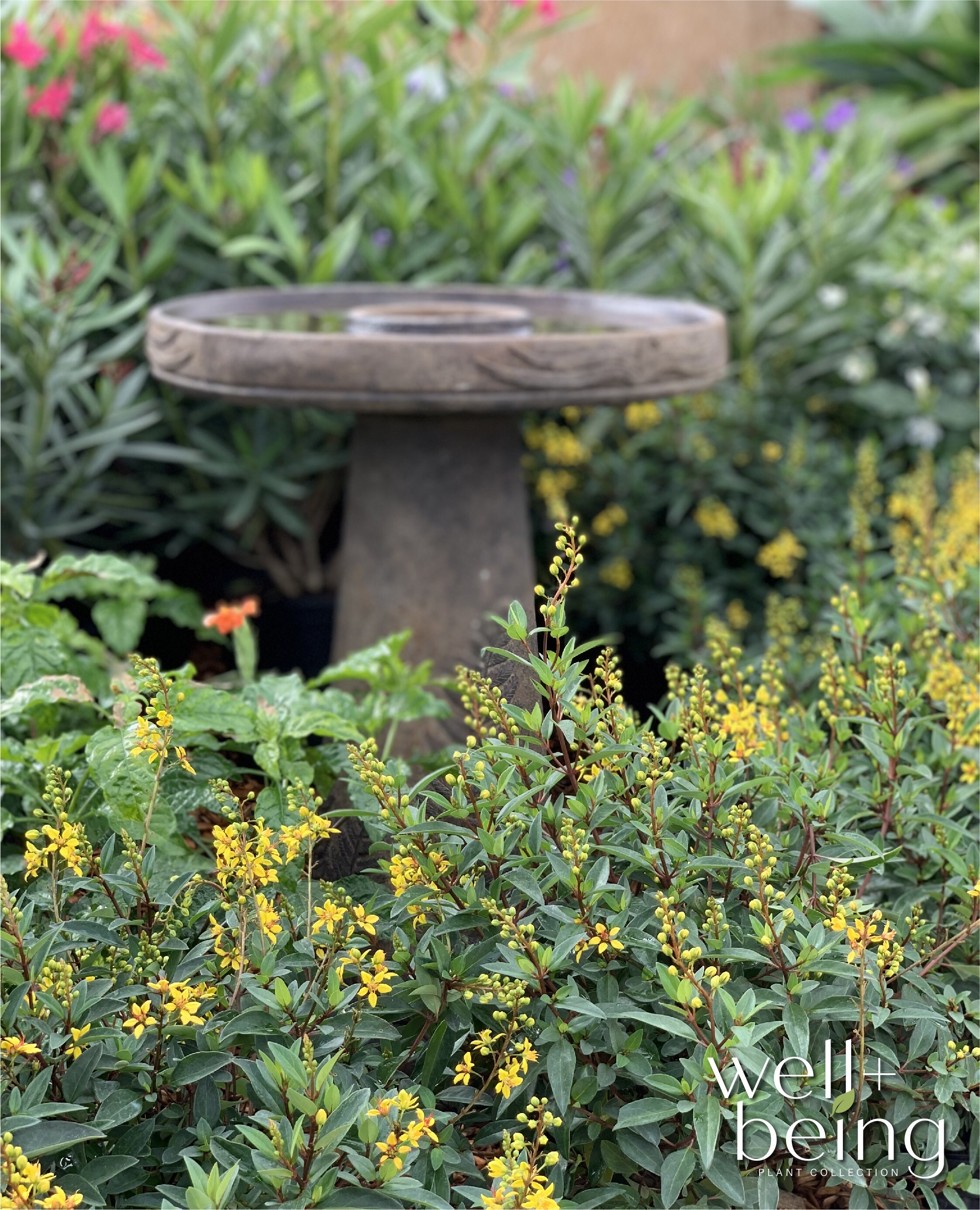  5975 shrubs - View #3