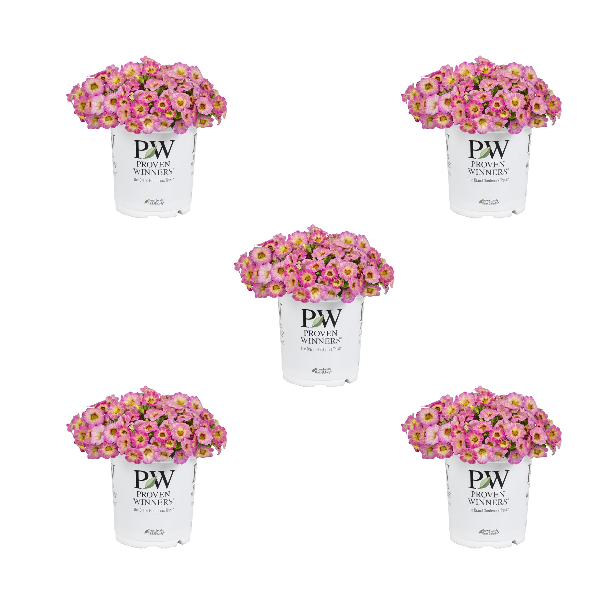 Proven Winners 4787 Multicolor Calibrachoa in 1.5 Pint Pot 5 -Pack