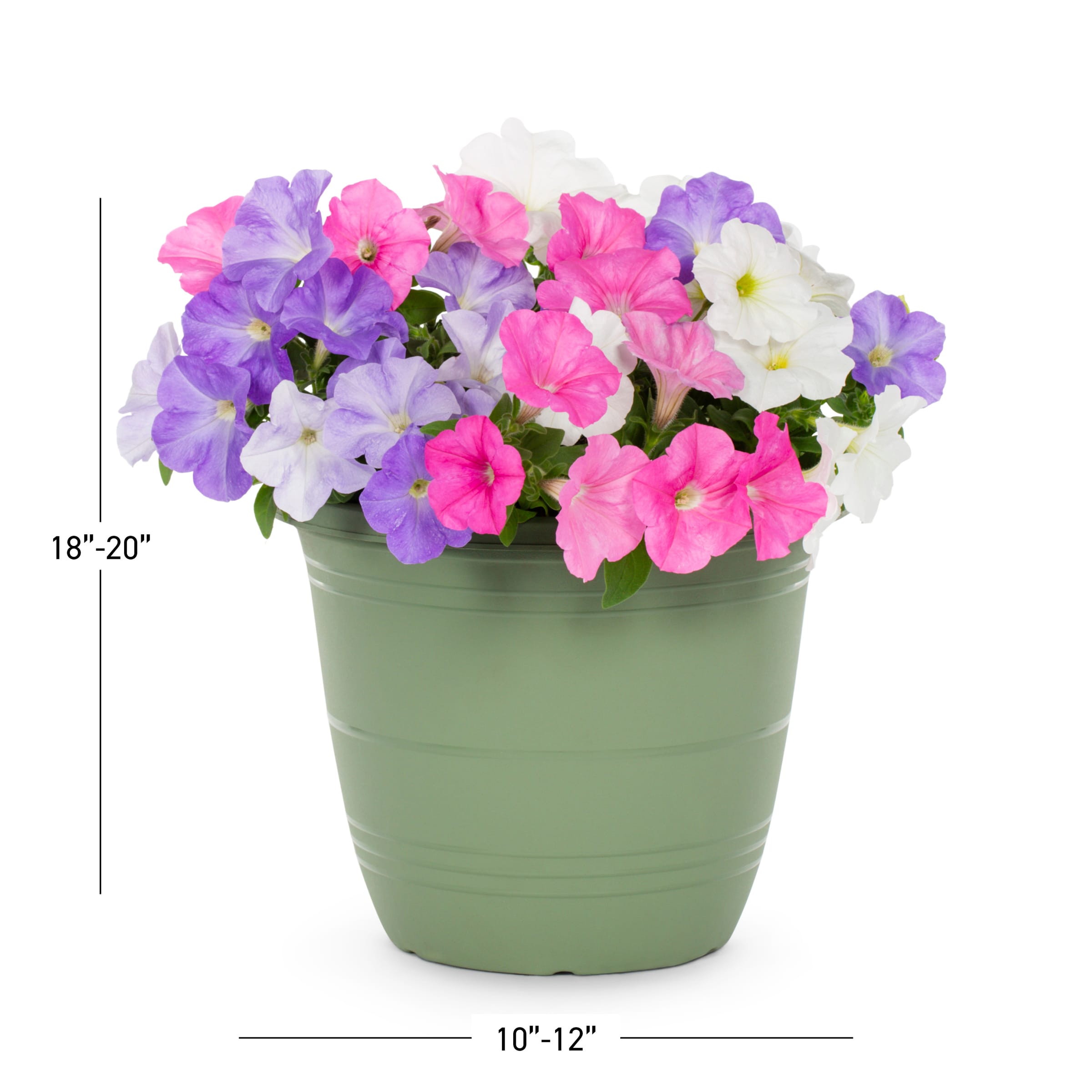 Lowe's NURSERY annuals - View #5