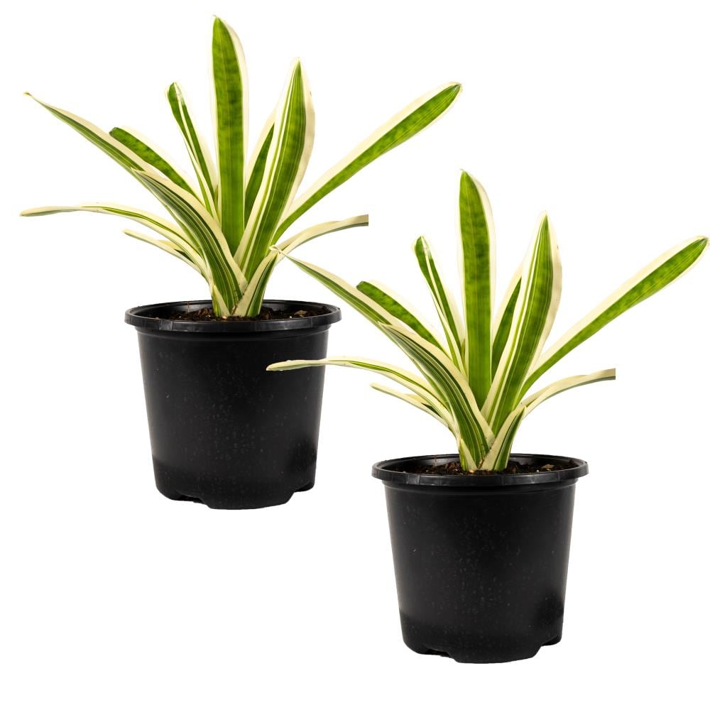 TropicalPlants.com GRFBRBOSS2PK08 8-in 2-Pack Bromeliad in Plastic Pot
