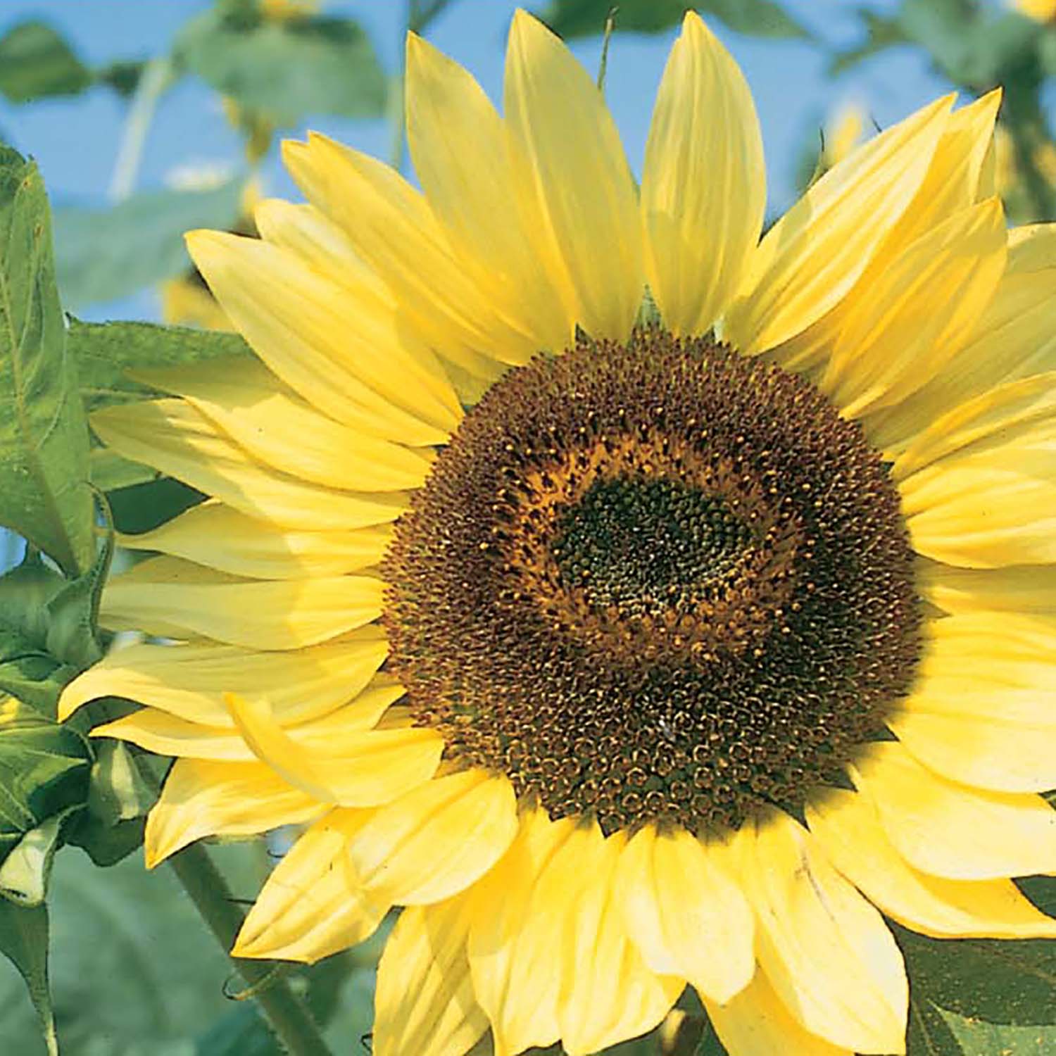 Ferry-Morse LC25.6528 seeds - View #3