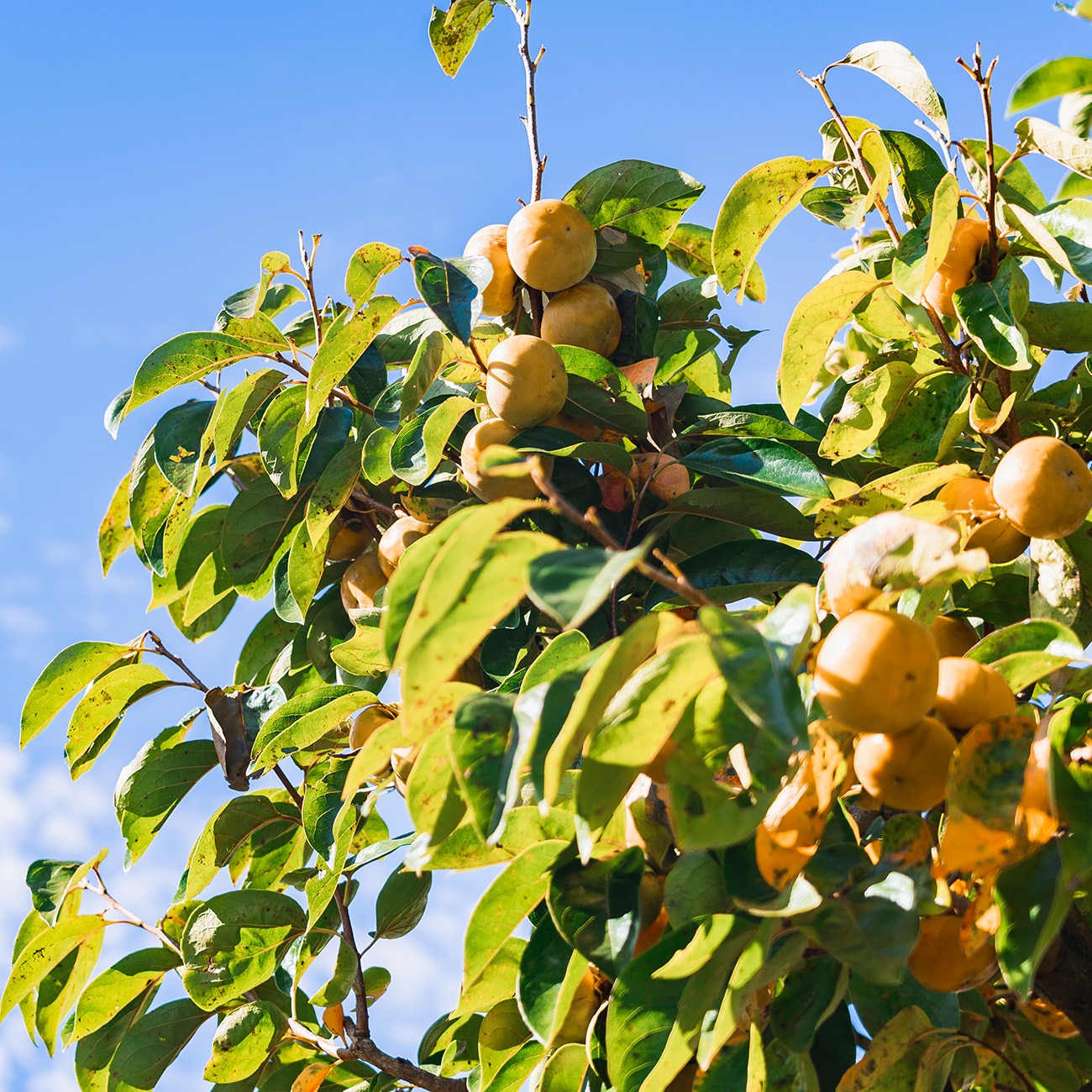 Perfect Plants 3-Gallon (s) Fruit Fuyu Persimmon In Pot (With Soil) in the Trees  department at