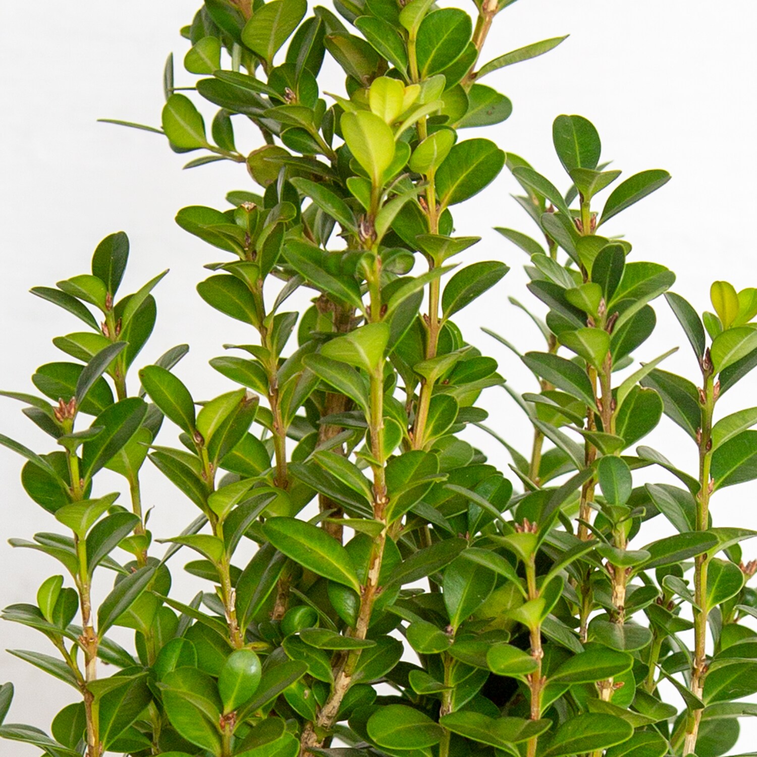 Southern Living Plant Collection 0619Q-1 shrubs - View #3