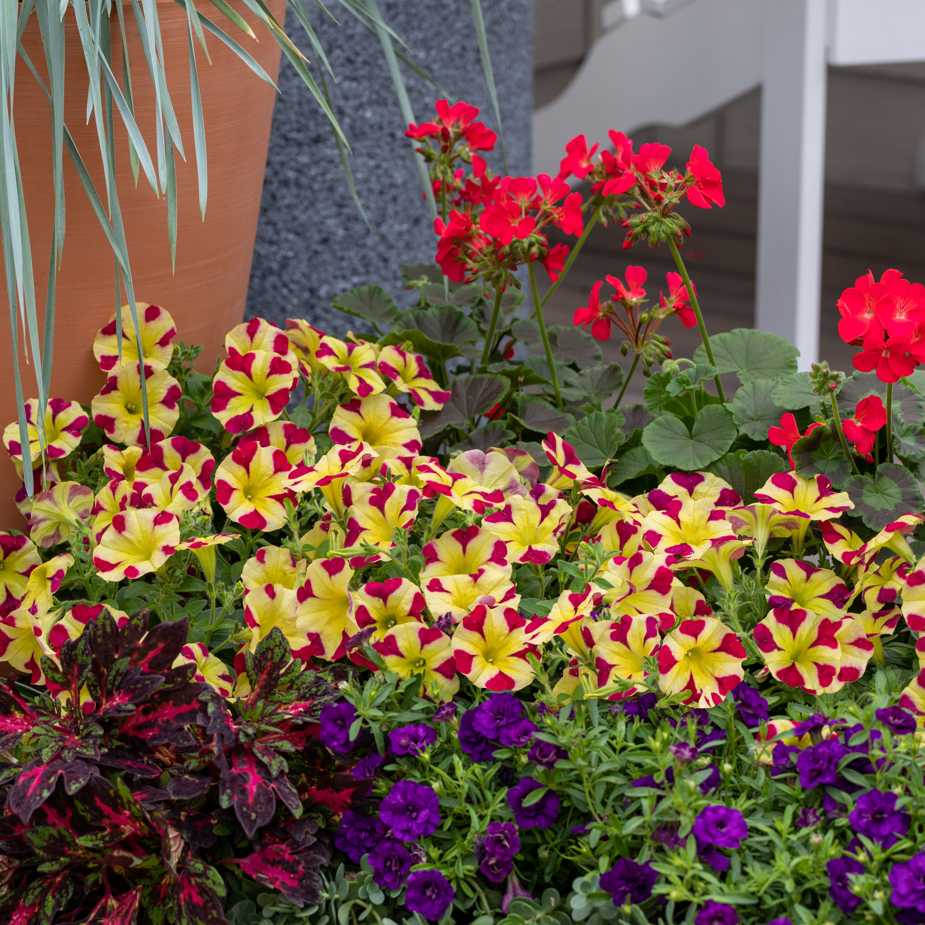 Lowe's NURSERY annuals - View #3