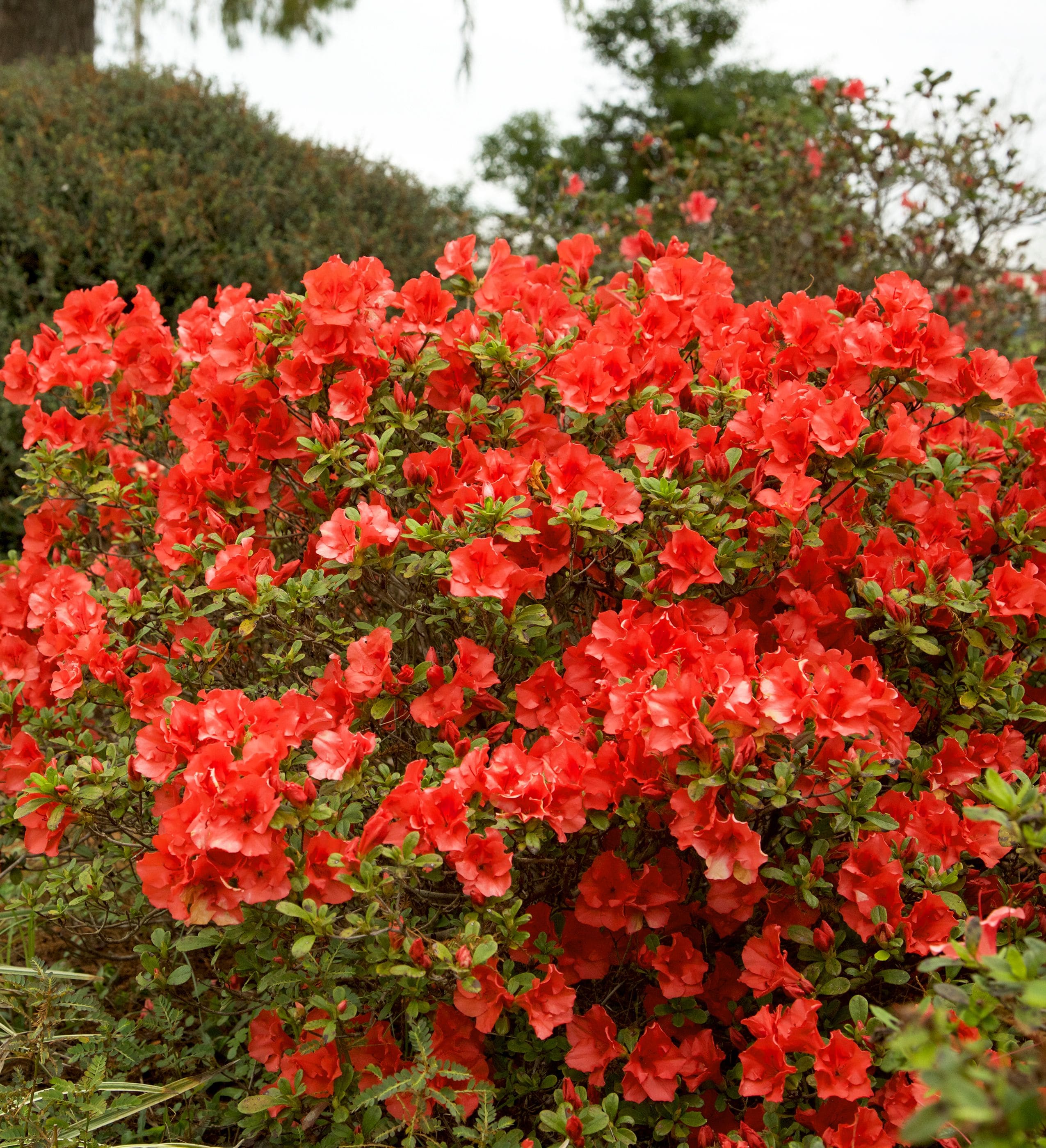 Encore Azalea 80381 shrubs - View #3