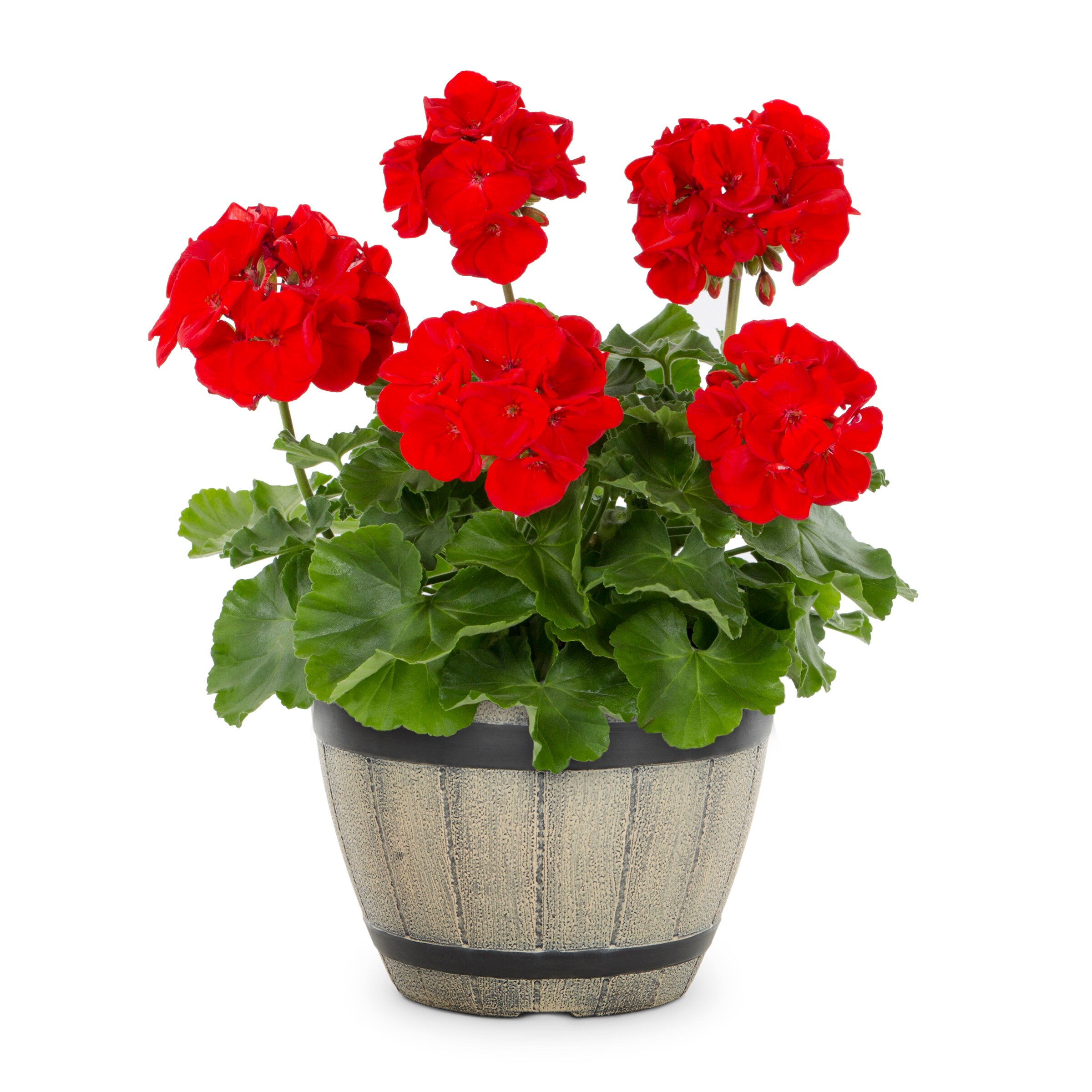 Lowe's Multicolor Mixed Annuals Combinations in 3-Quart Planter in the ...