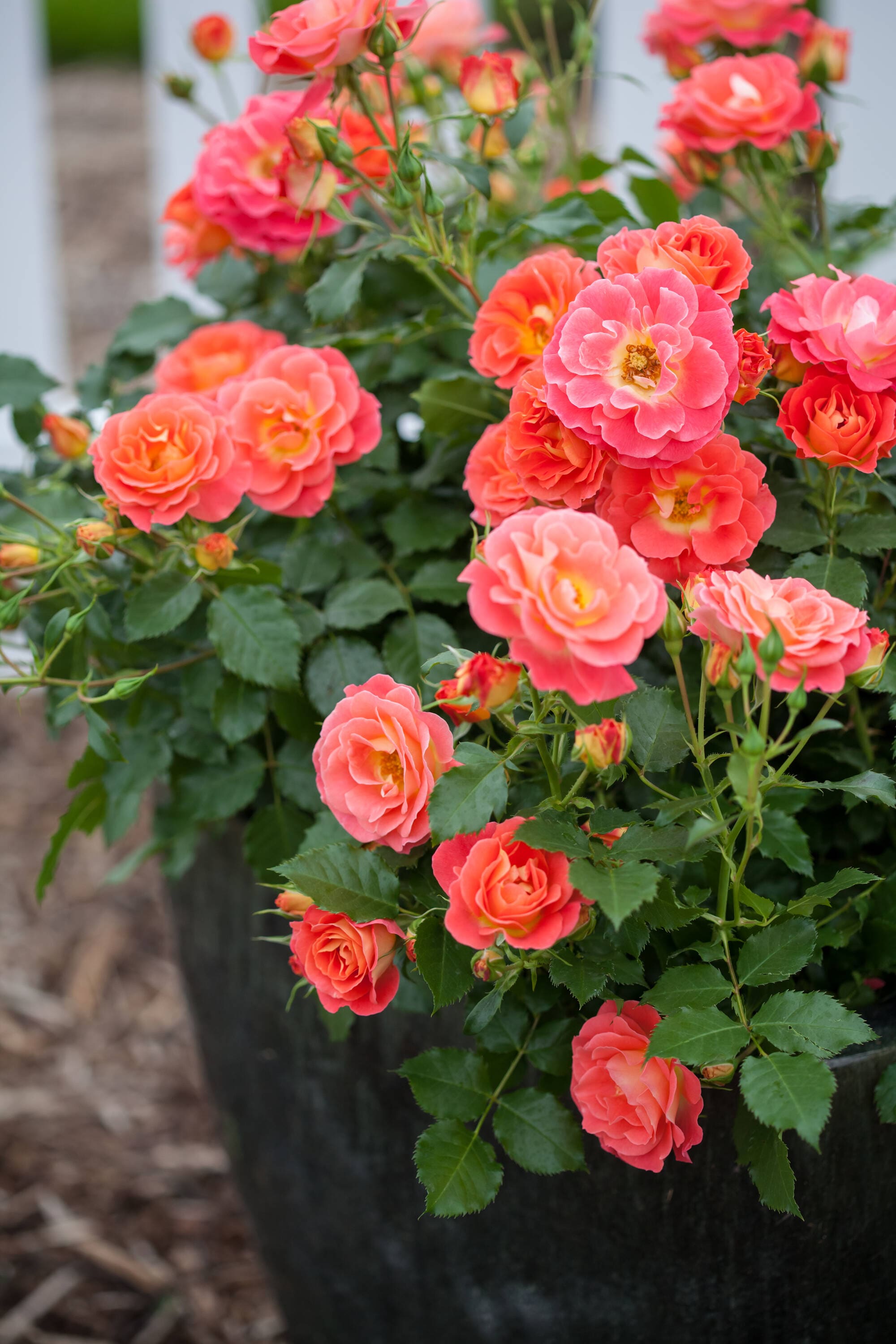 Lowe's NURSERY roses - View #3