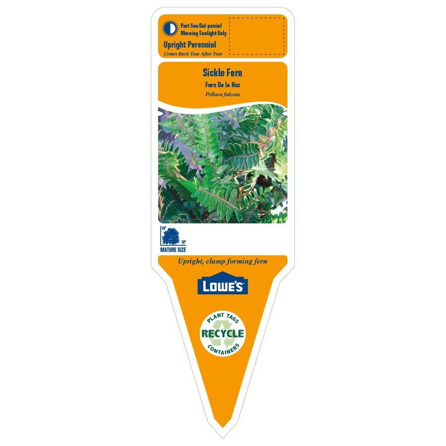 Lowe's NURSERY perennials - View #2