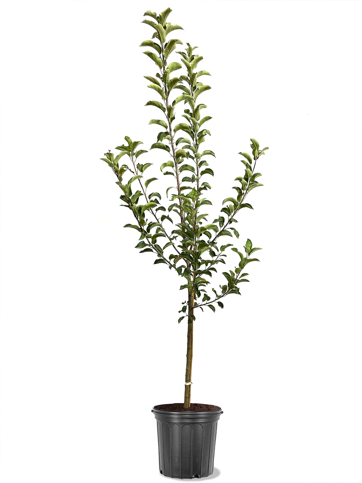 Southern Planters APPCAN05G 3.84 -Gallon White Fruit Candy Crisp Apple In pot (with soil)