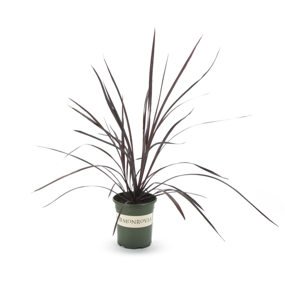 Monrovia 031731 Pink Cordyline Festival Grass Plant in 2.6 -Quart Pot 1.0 -Pack