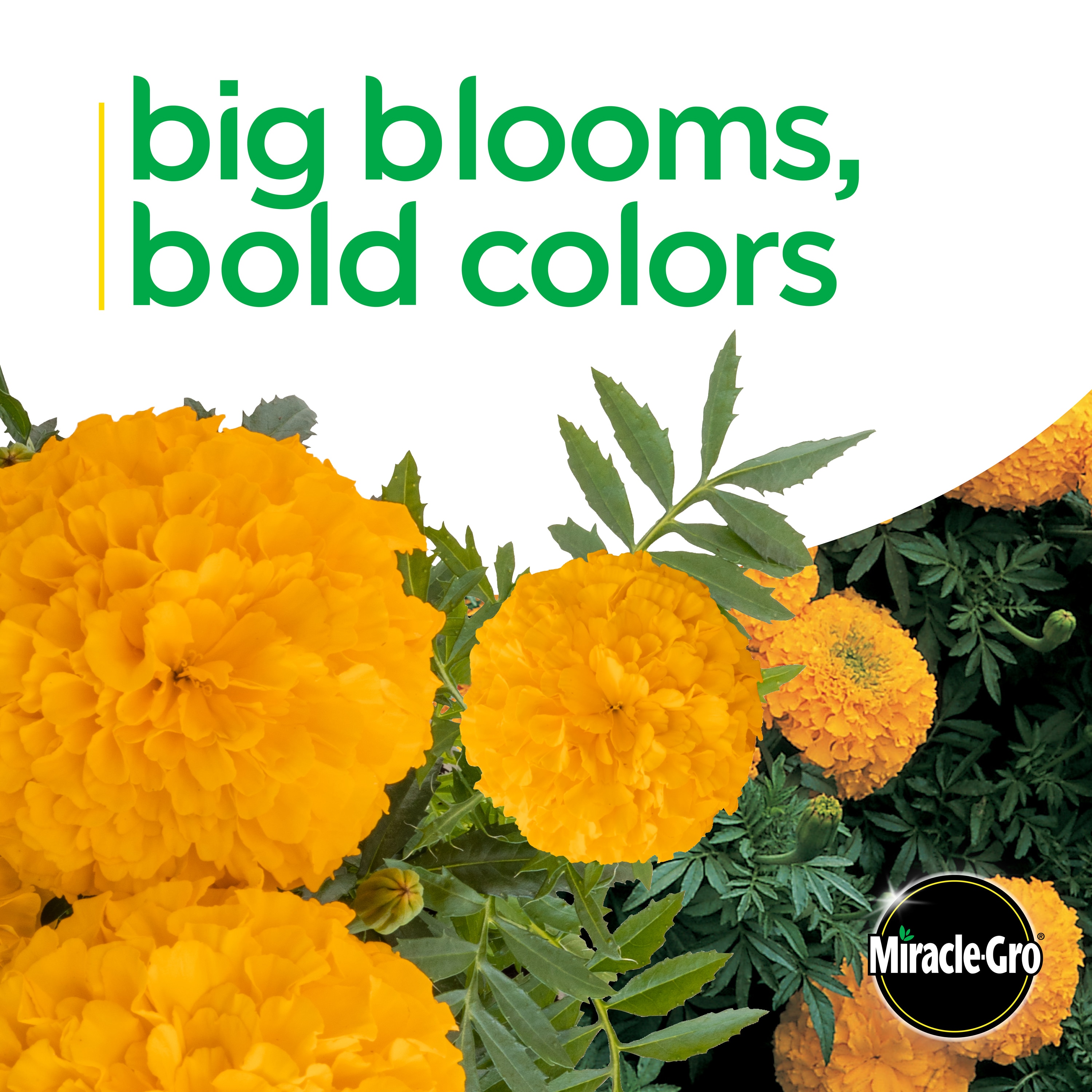 Miracle-Gro 201826 annuals - View #3