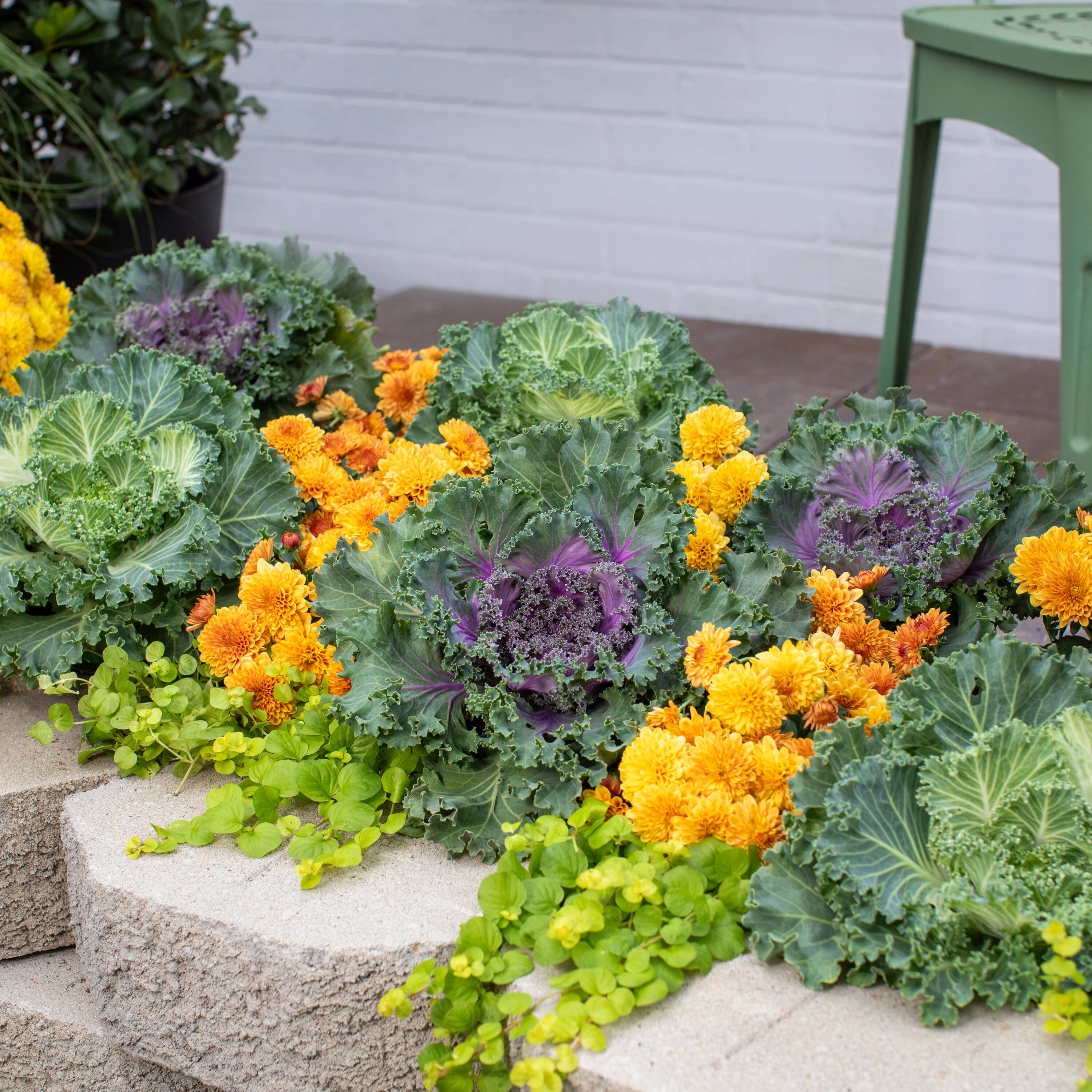 Metrolina Greenhouses 5196 annuals - View #4