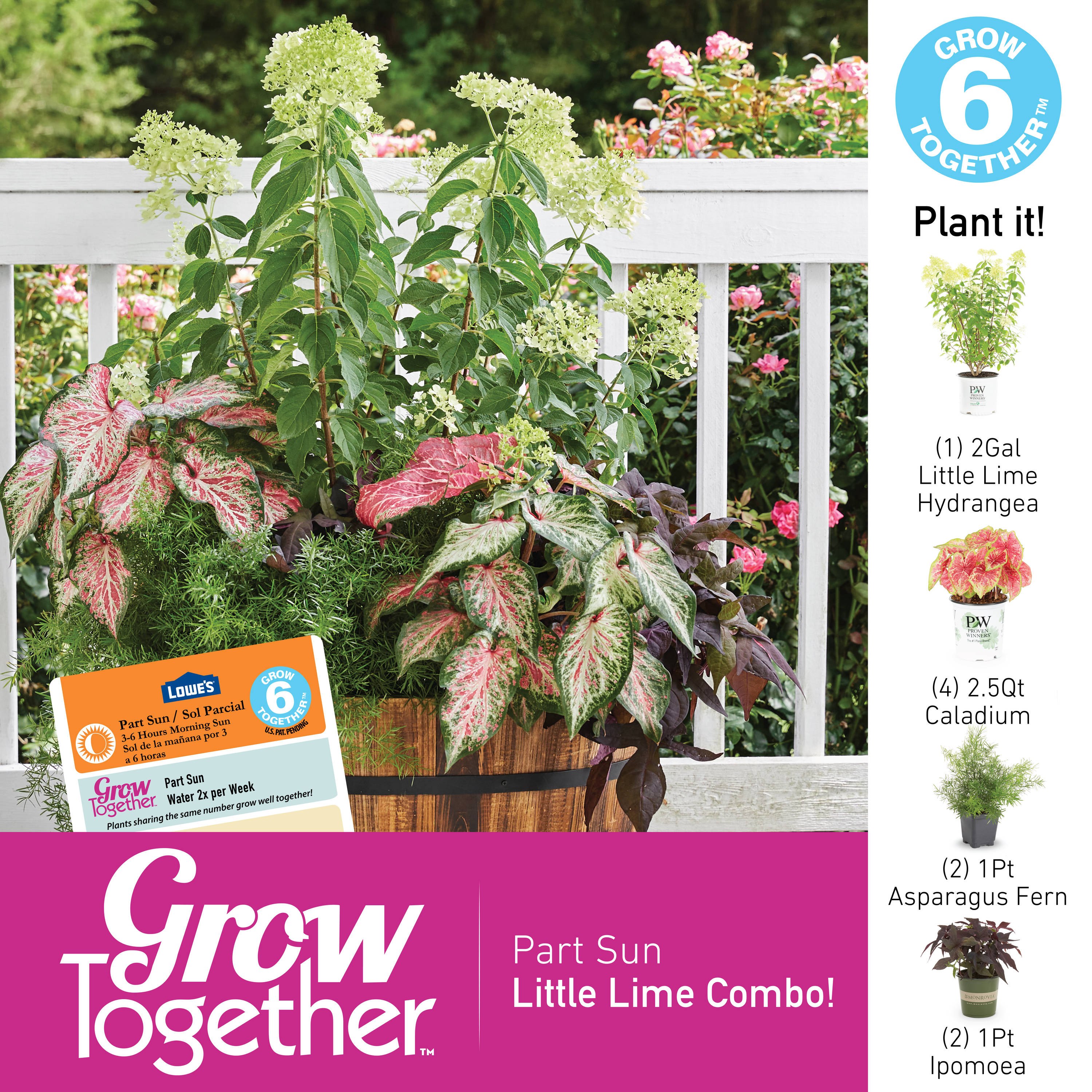 Proven Winners Multicolor Hardy Hydrangea Flowering Shrub In 2-gallon 