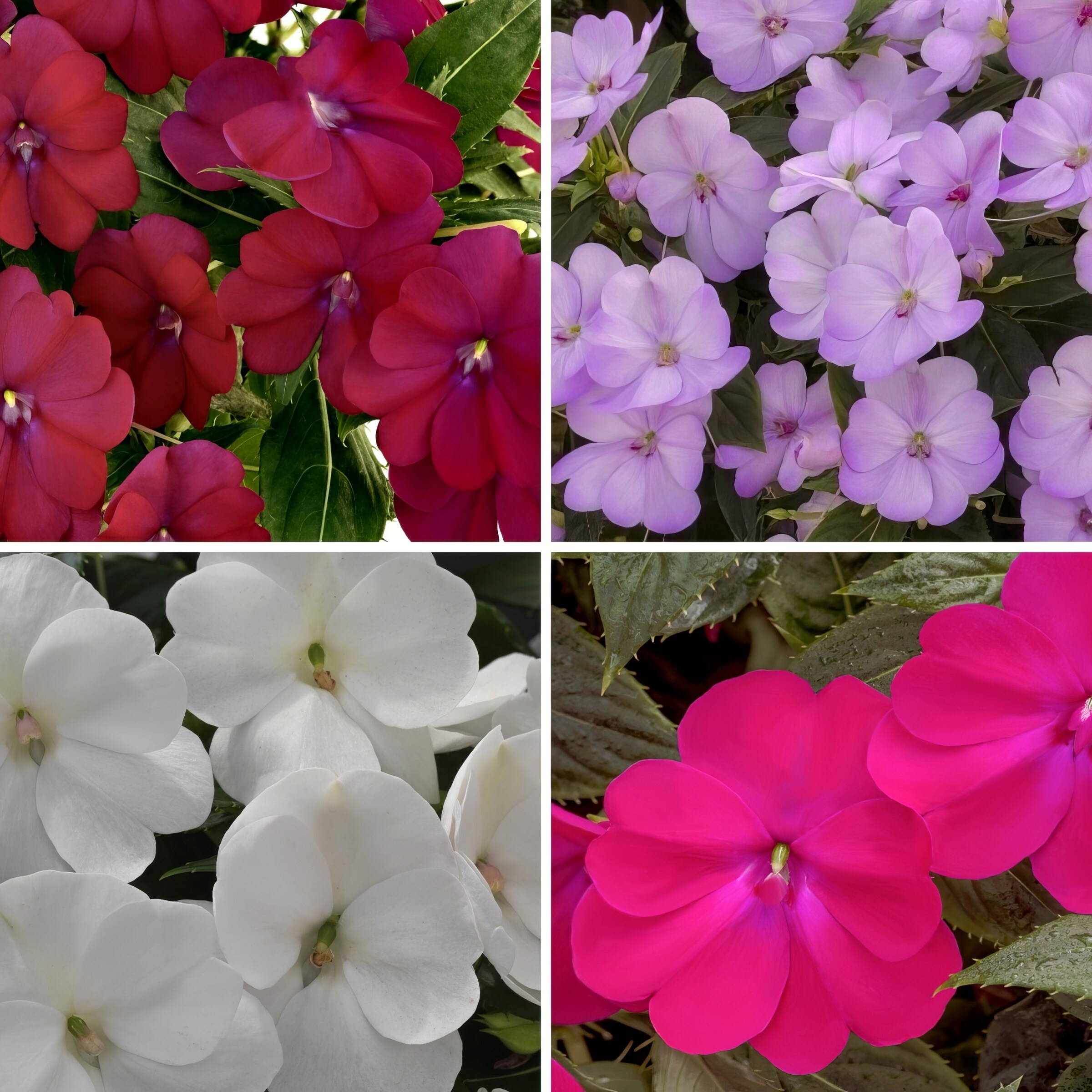 National Plant Network LW1556 annuals - View #2
