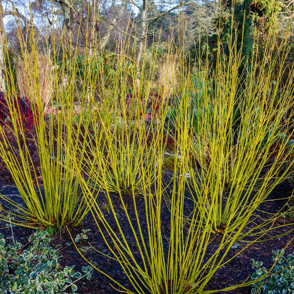 Spring Hill Nurseries 77766 shrubs - View #2