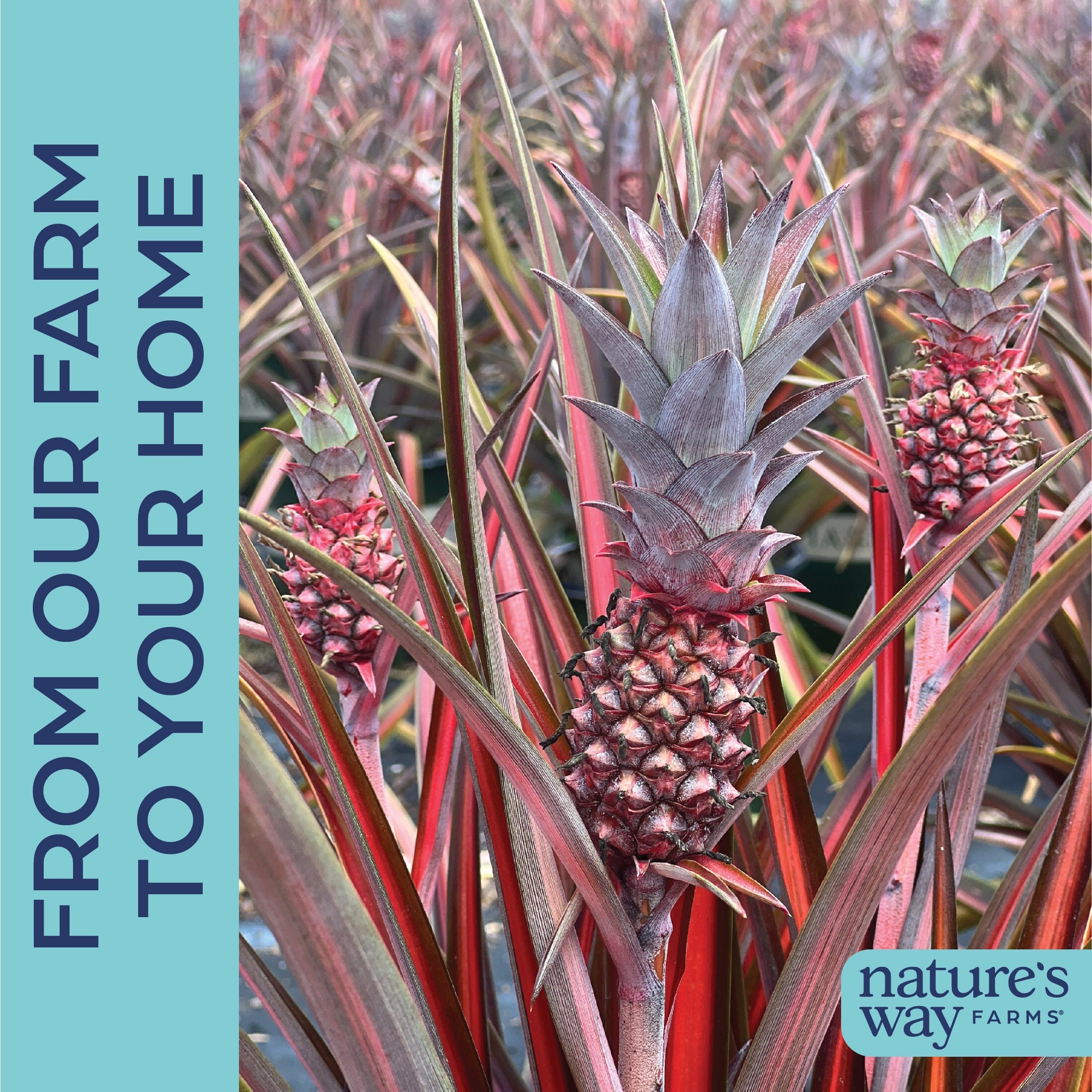 Nature's Way Farms 5712 perennials - View #4