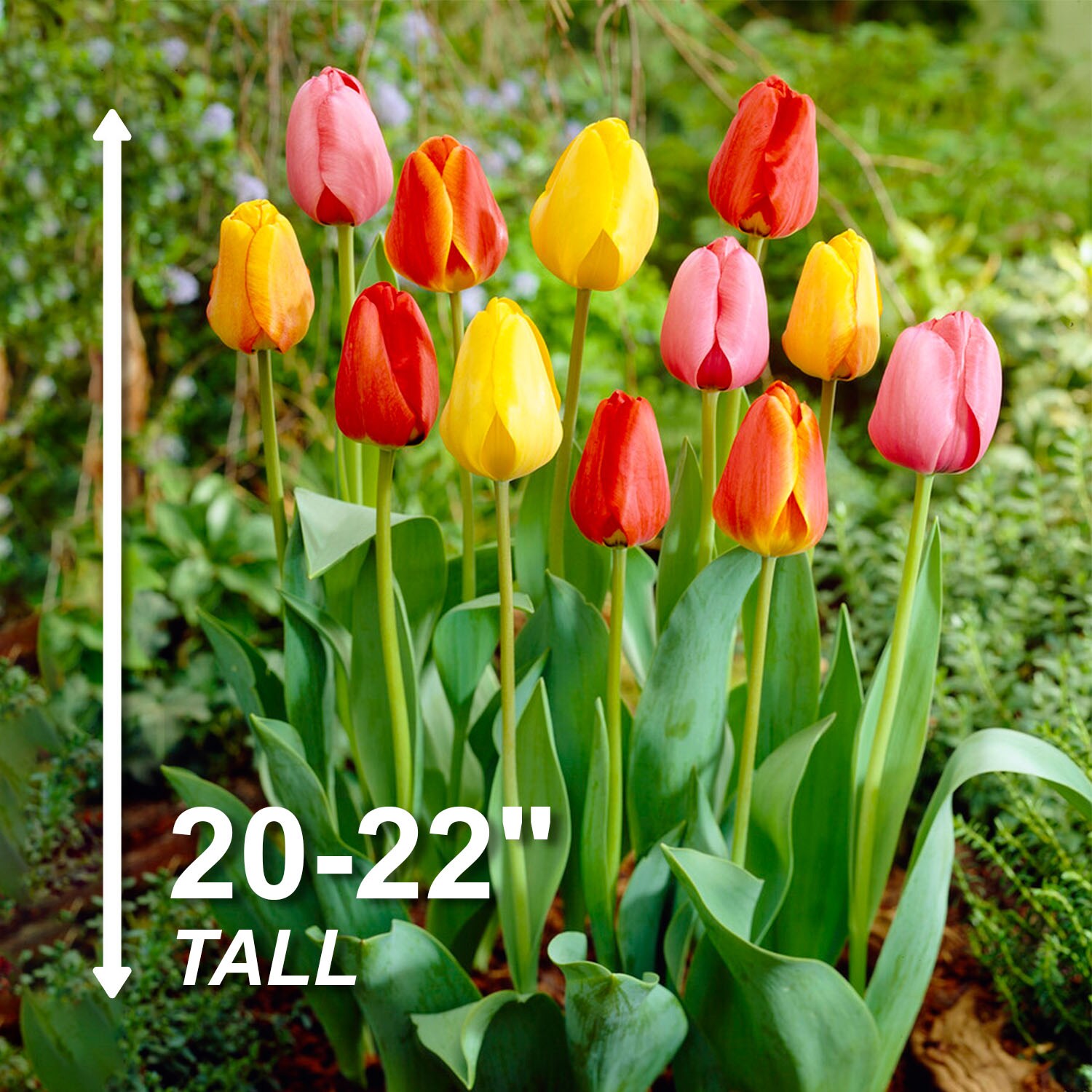 Garden State Bulb ECF-134-100-04 Plant-Bulbs - View #3