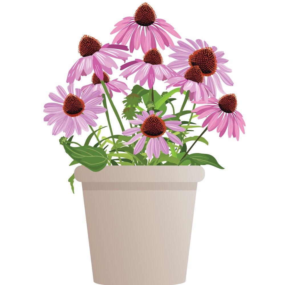 Monrovia 5331443 1.50-GAL ALSTROEMERIA CLRT CLA M