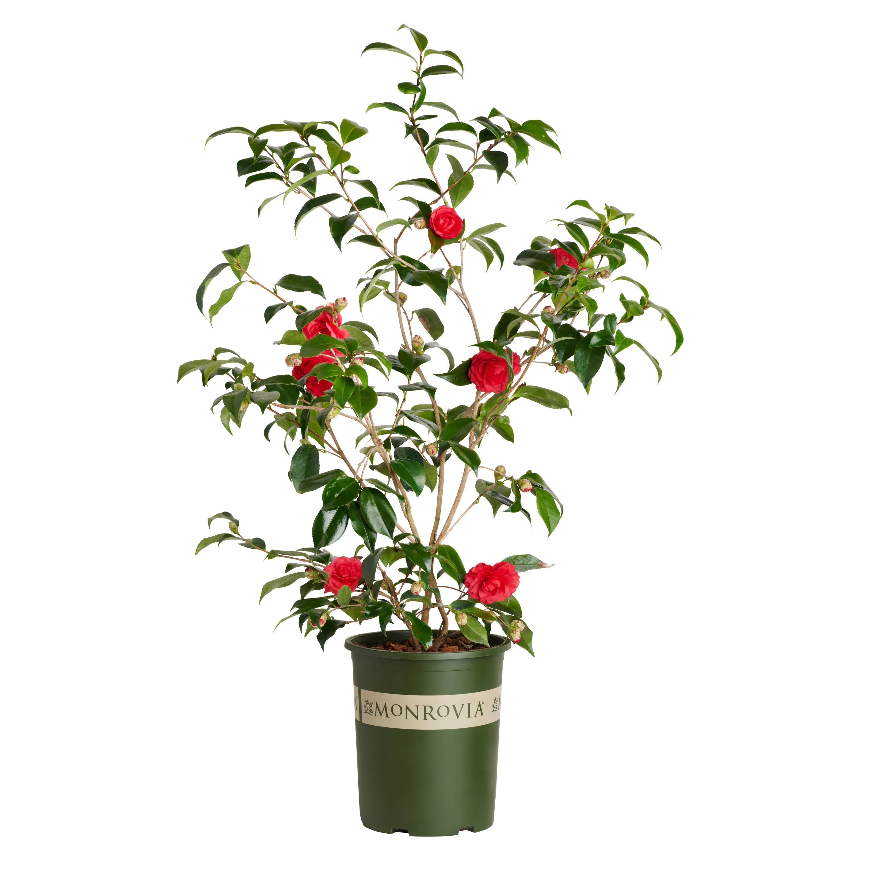 Monrovia 016715 Colonel Firey Camellia Flowering Shrub in 3.58 -Gallon Pot with Red Blooms