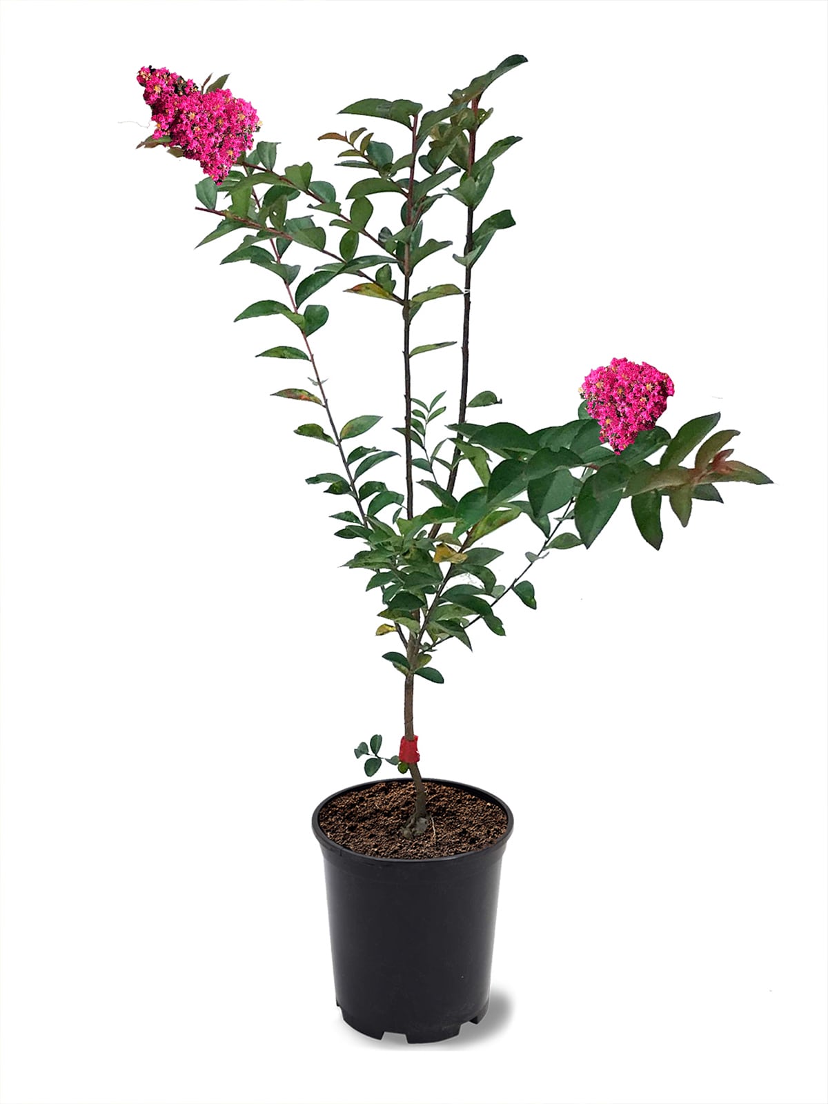 Southern Planters 1-Gallon Pink Flowering Tonto Crape Myrtle In Pot ...