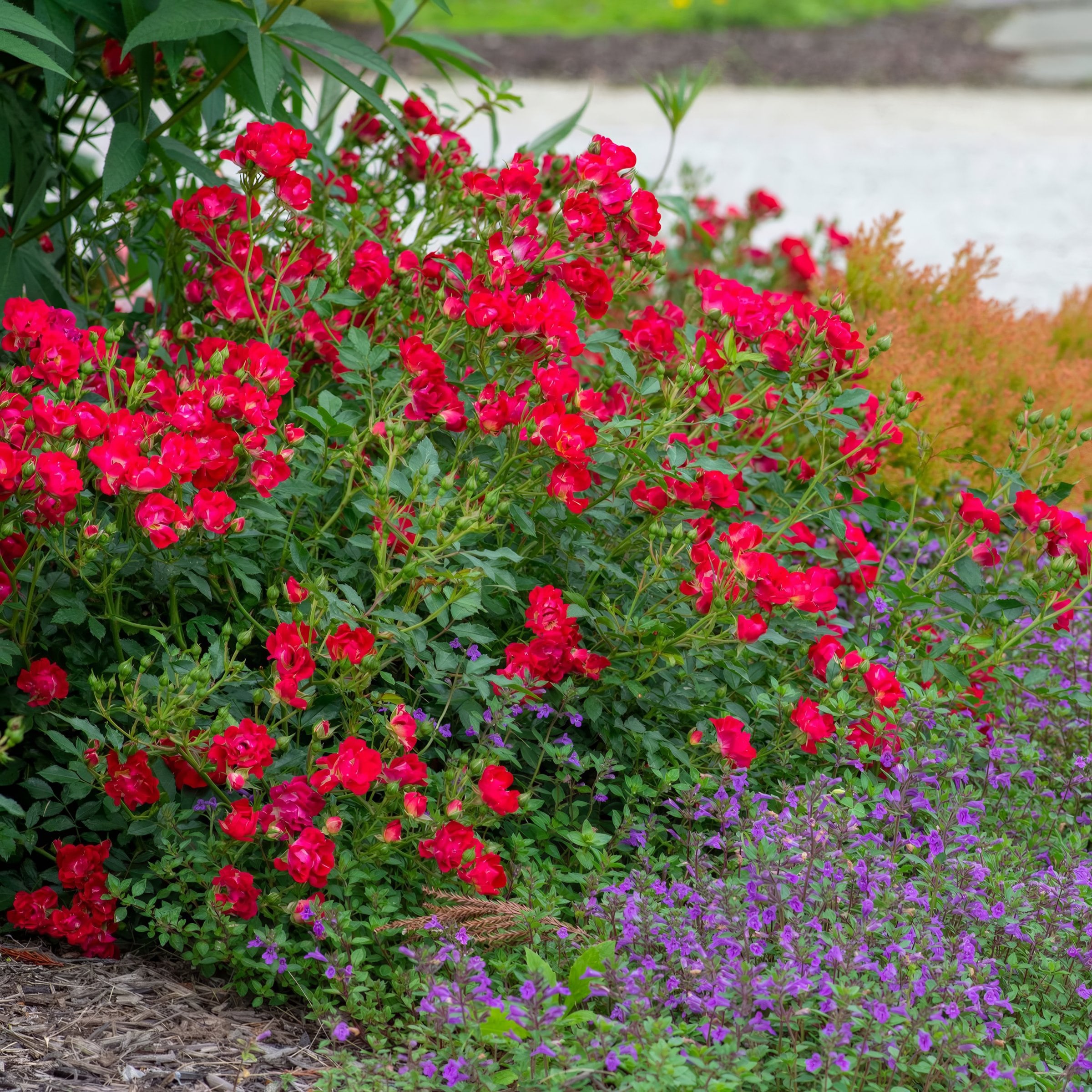 National Plant Network LW1814 roses - View #5