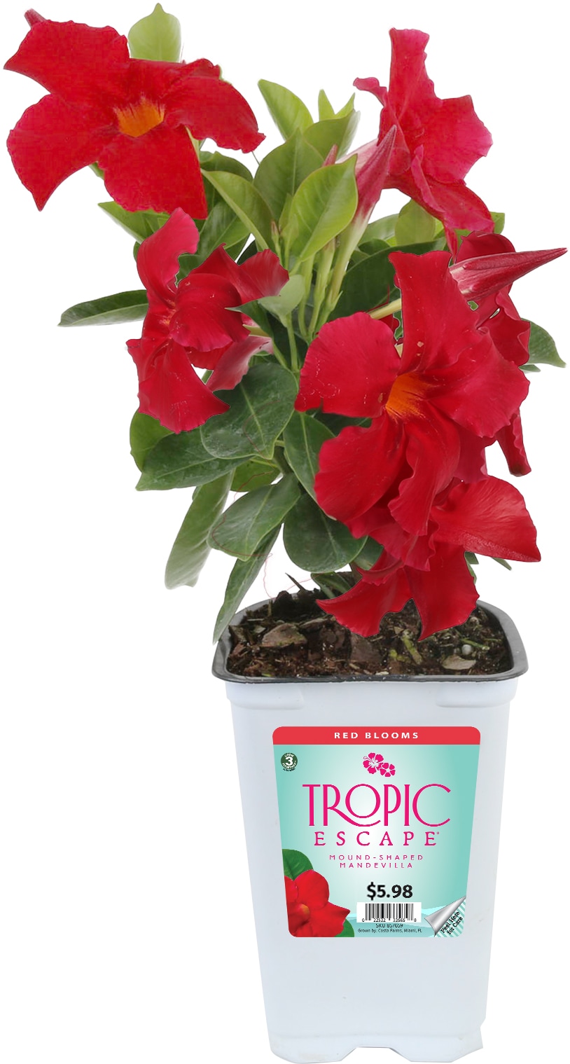 Lowe's Mandevilla in 1-Quart Pot in the Tropical Plants department at