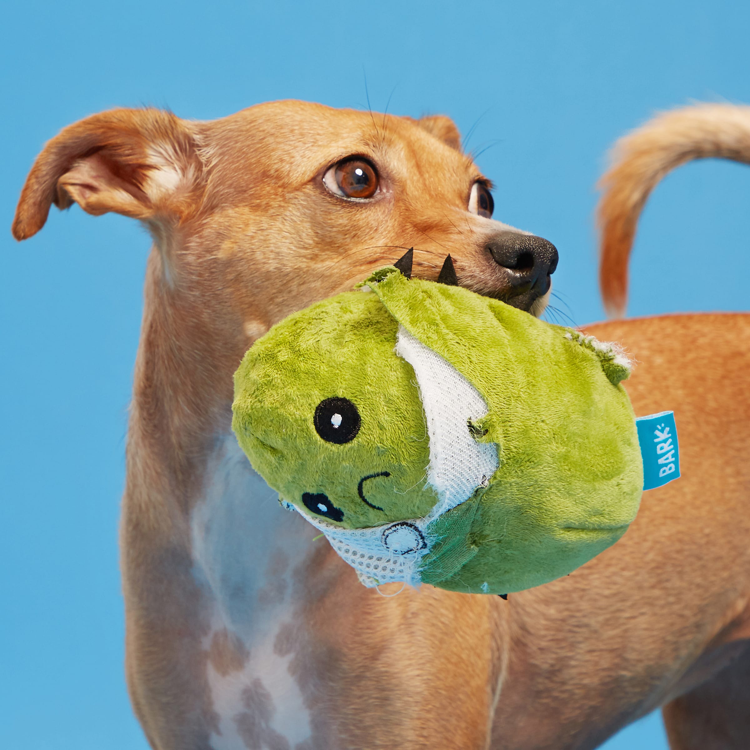 BARK 706302 Dog-Toys - View #3