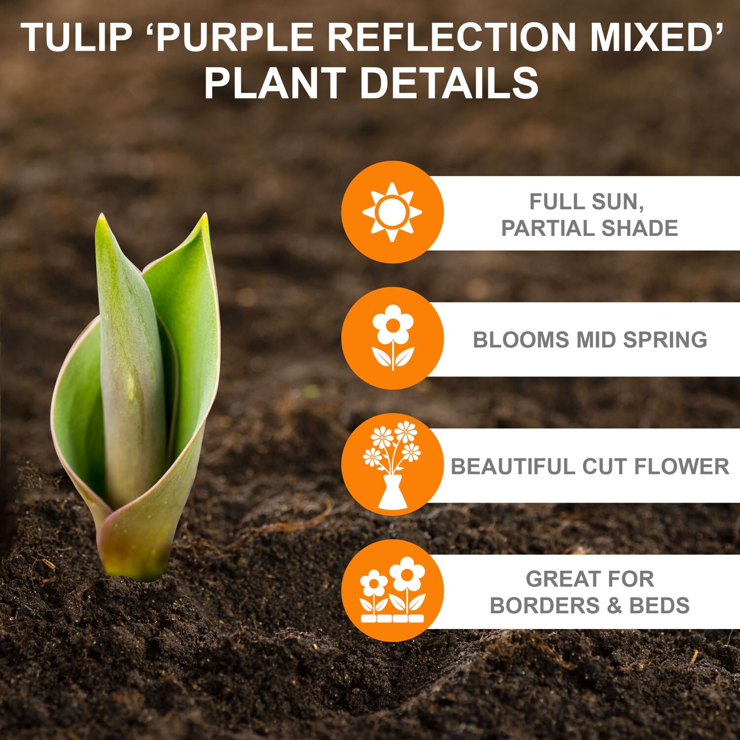 Garden State Bulb ECF-132-100-04 Plant-Bulbs - View #2