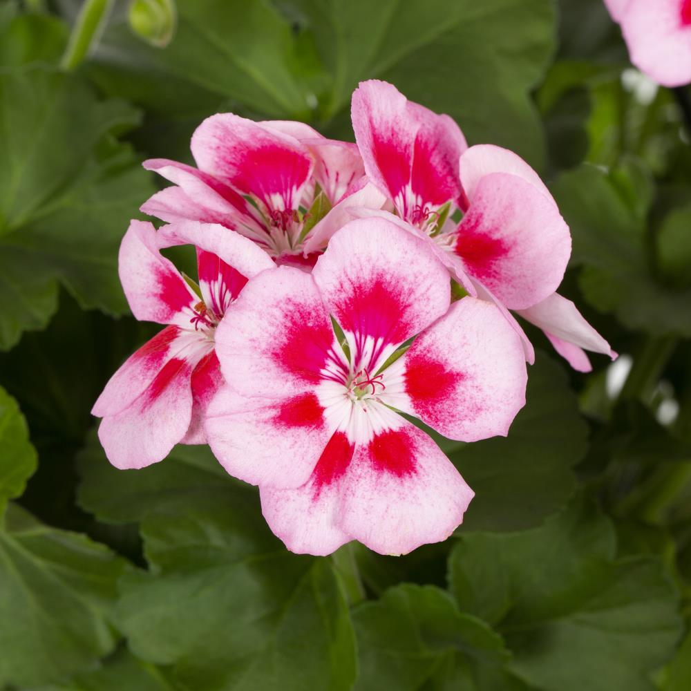 Lowe's Multicolor Geranium in 1.5-Gallons Hanging Basket in the Annuals ...