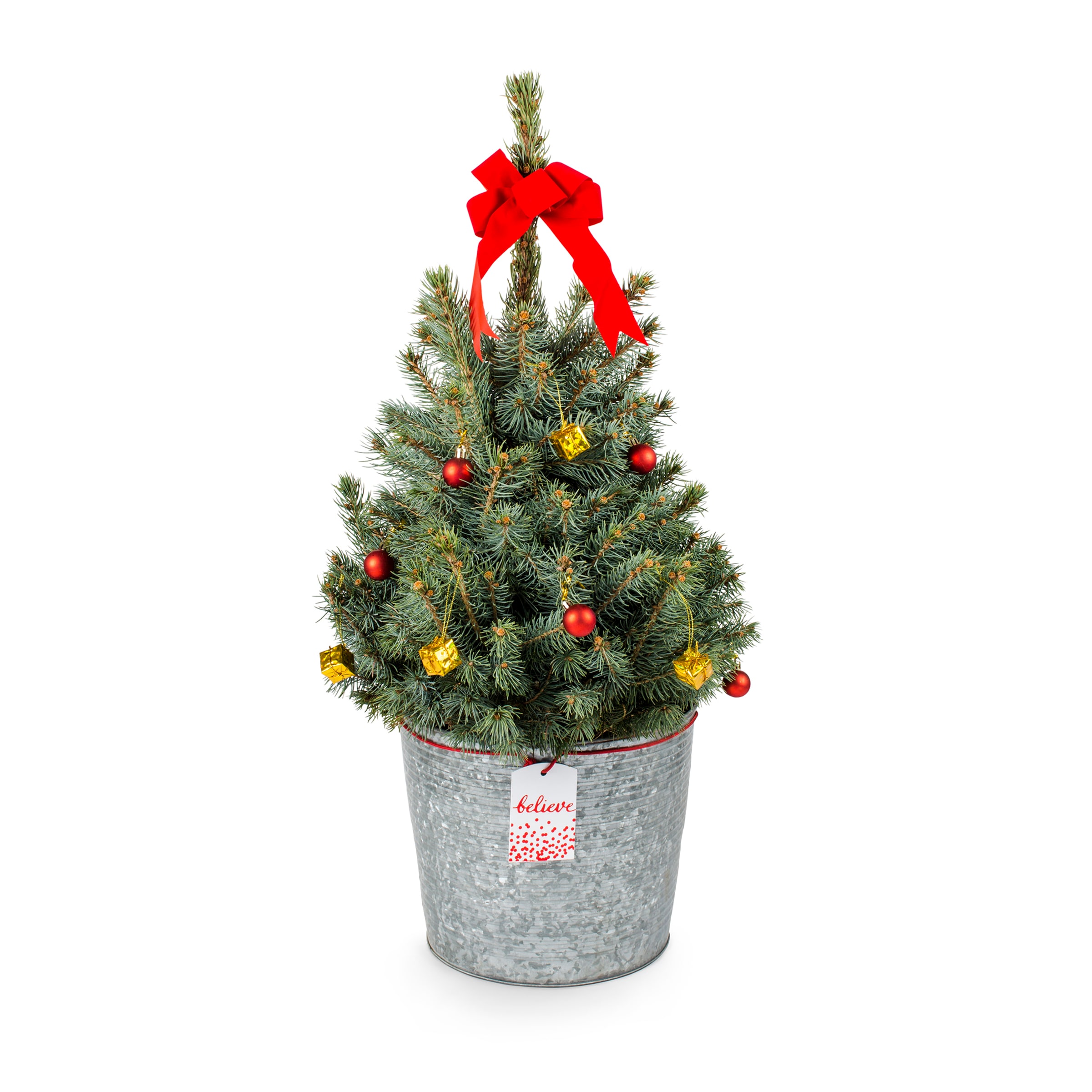 Feature Baby Blue Colorado Spruce Shrubs At Lowes.com