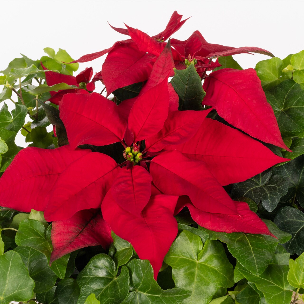 Lowe's 5340083 Fresh-Cut-Christmas-Decorations - View #2