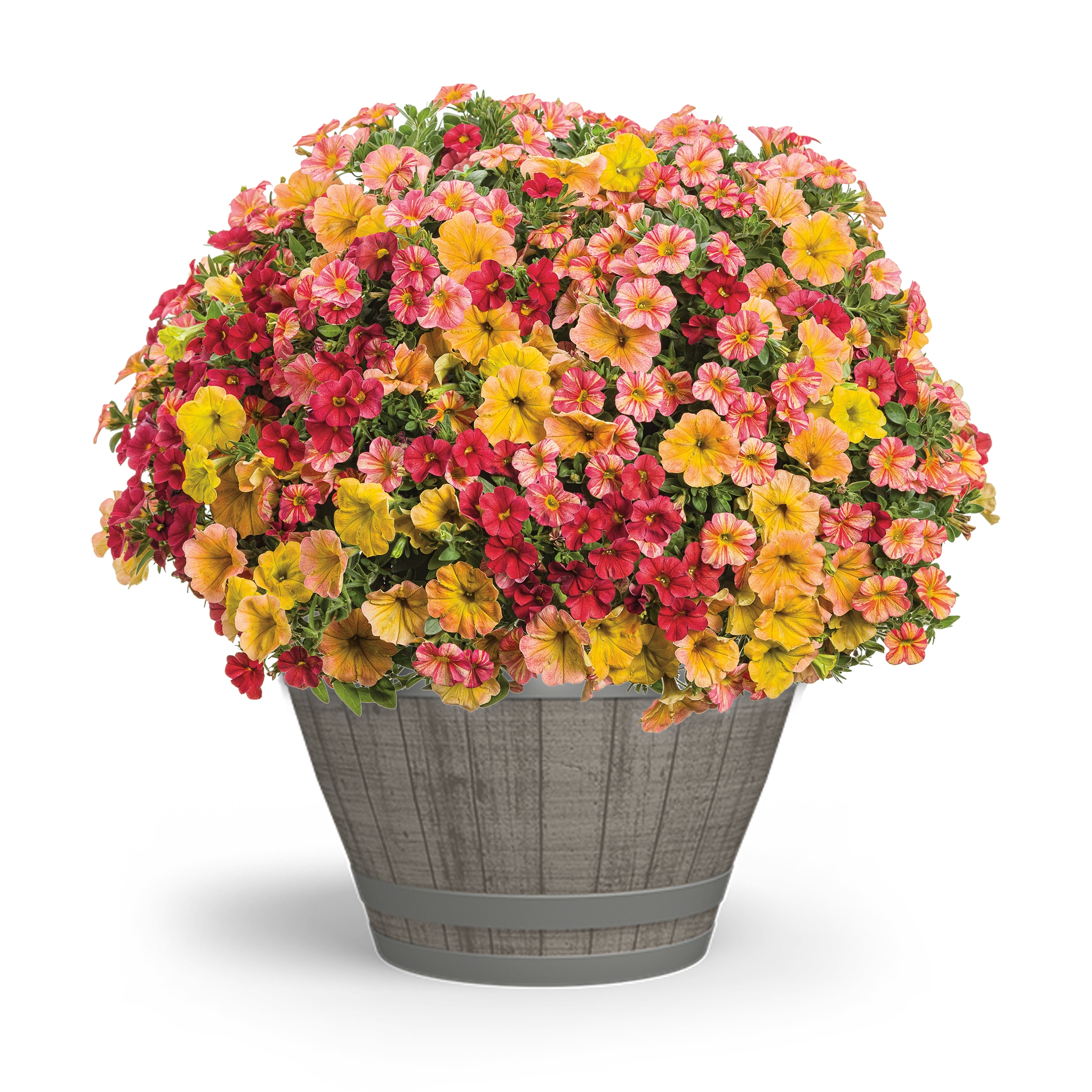 Proven Winner NURSERY annuals - View #4