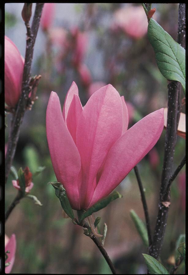 Lowe's NURSERY 5.5-Gallons Multicolor Flowering Jane Magnolia In Pot (With Soil)