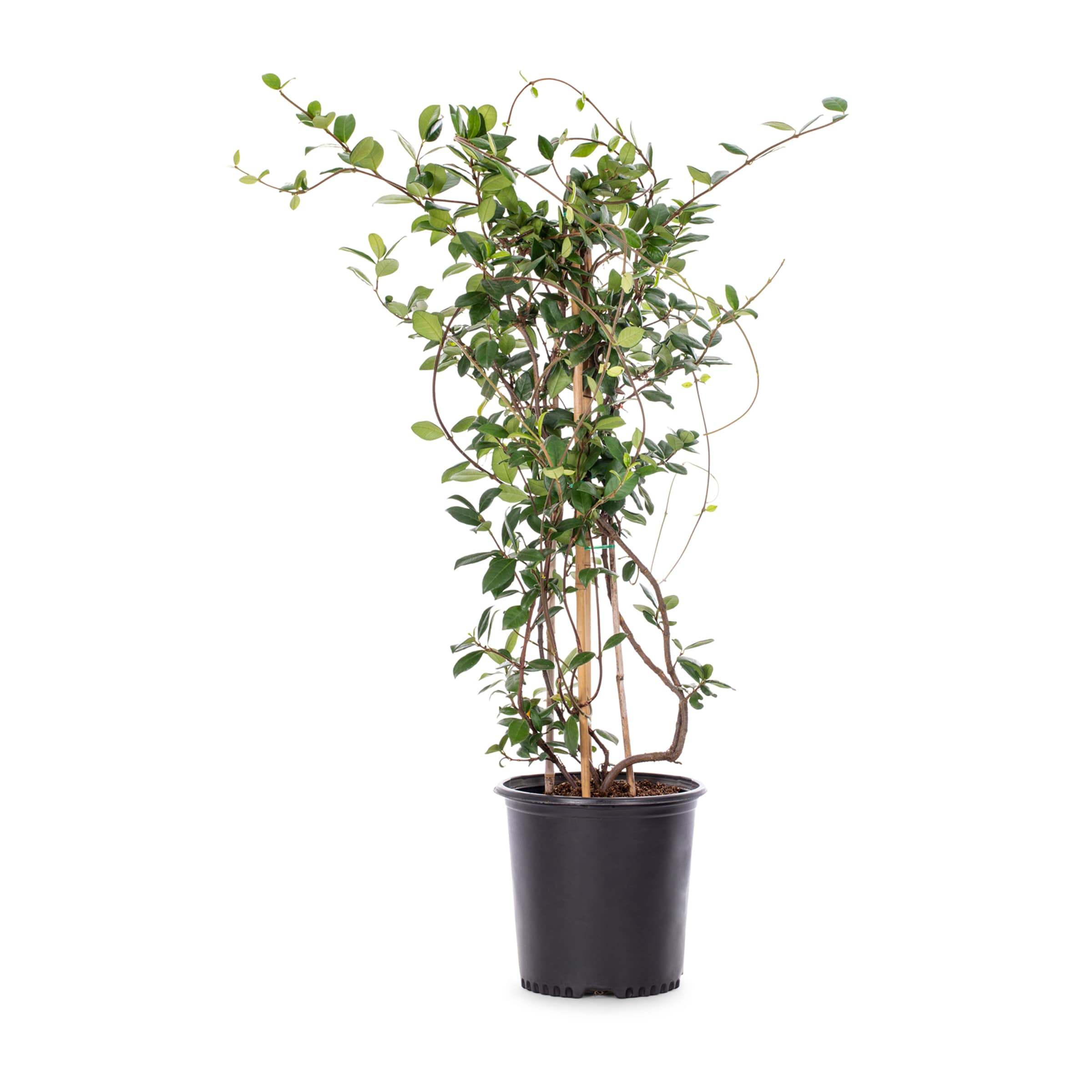 Lowe's NURSERY Jasmine Star Shrub in 3.58 -Gallon