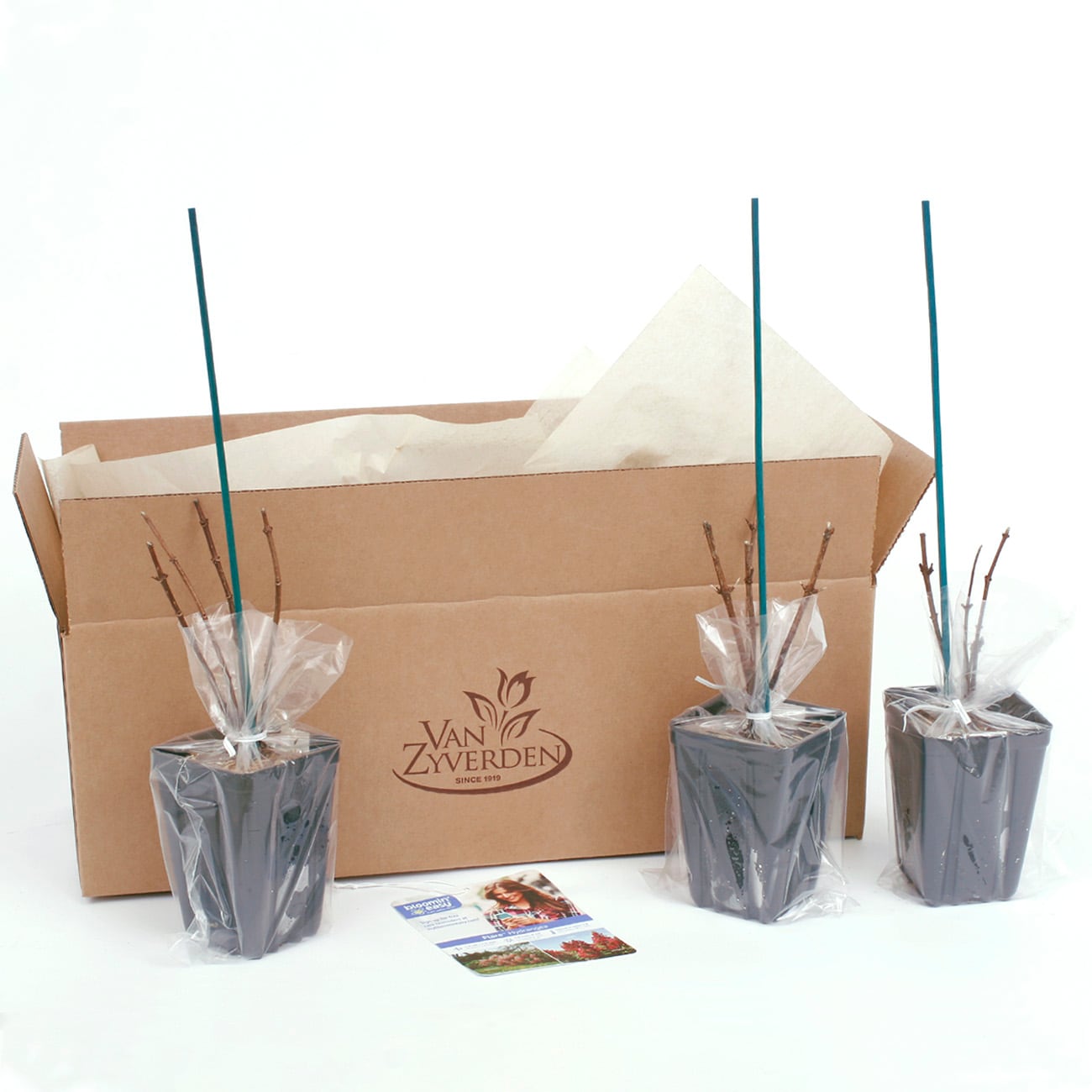 Van Zyverden 82907 Plant-Bulbs - View #8