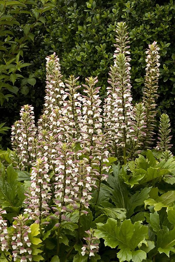 Monrovia 000405 Grecian Pattern Plant Flowering Shrub in In pot (with soil) with White Blooms