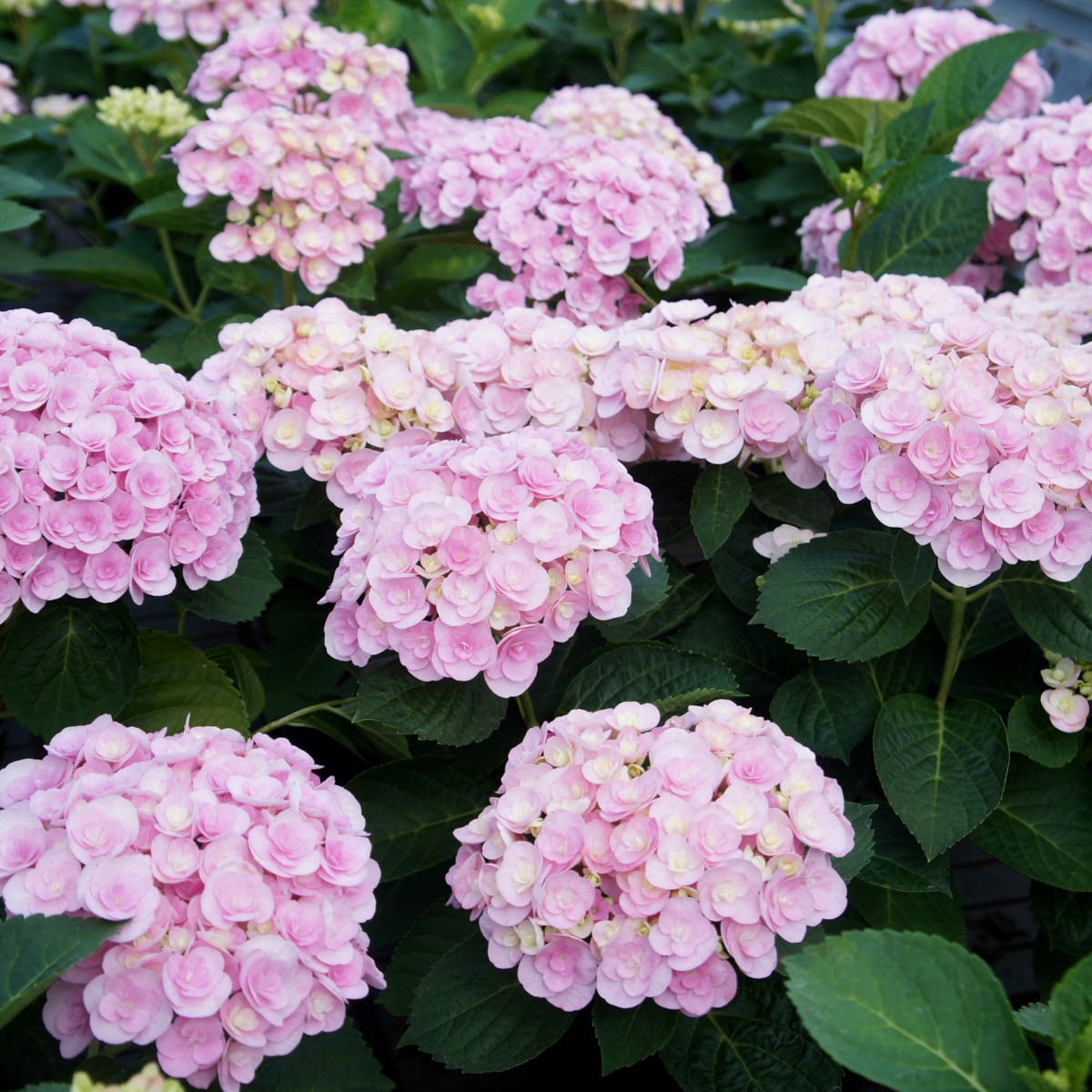 Flowering Spike Hydrangea Shrubs at Lowes.com