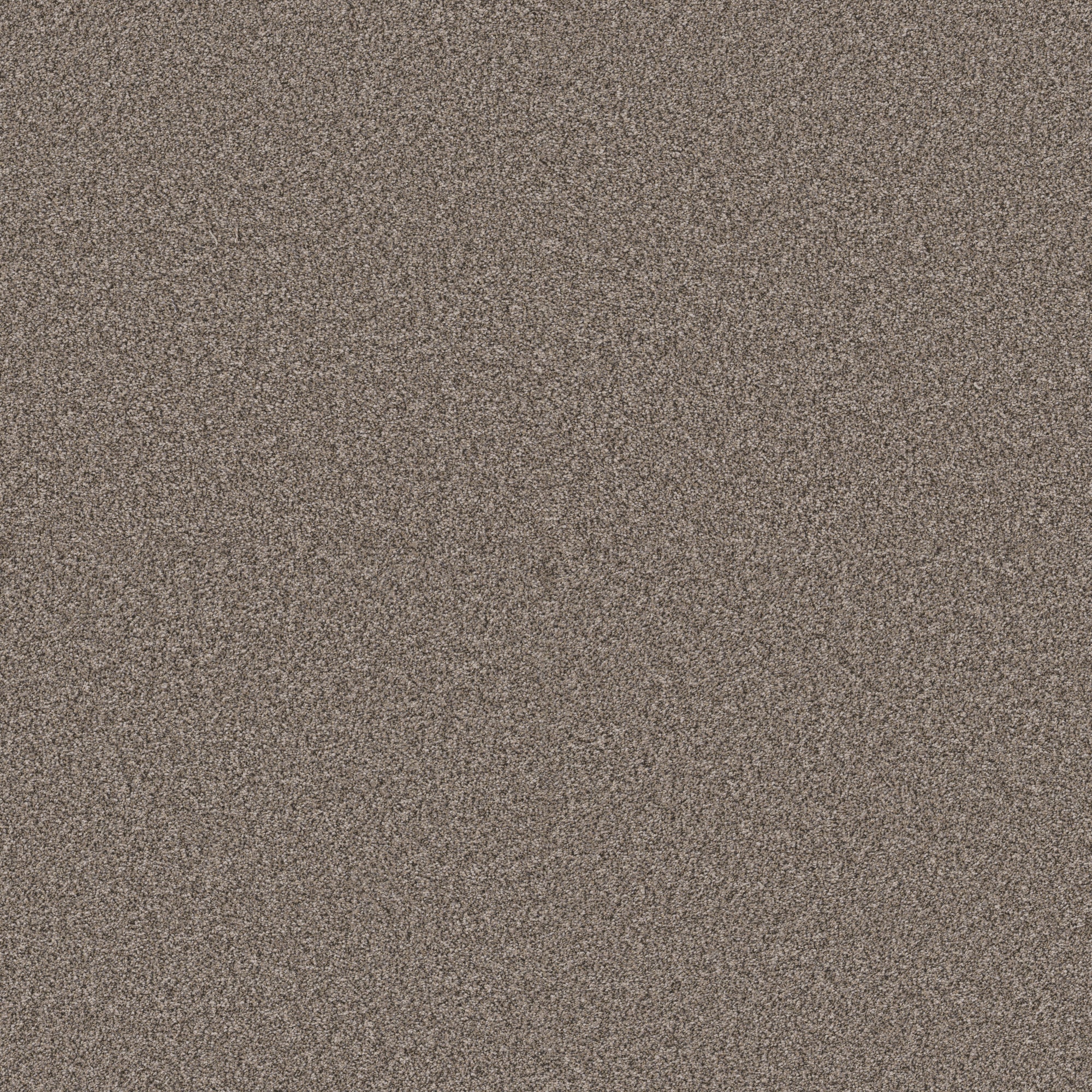 STAINMASTER PetProtect 7L931-182-SAMP (Sample) with LeakDefense Pacific Charm II Nutria Brown 73.1-oz sq yard Polyester Textured Indoor Carpet
