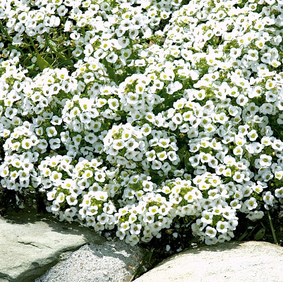 Lowe's NURSERY annuals - View #4