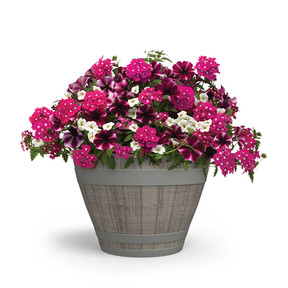 Lowe's NURSERY annuals - View #3