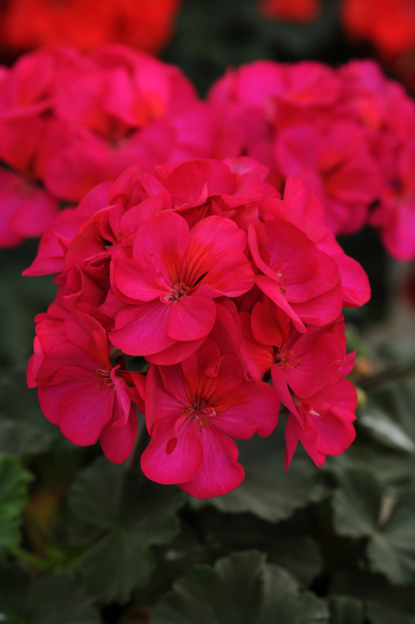 Costa Farms S-GN4-G-POT-08-LW annuals - View #3