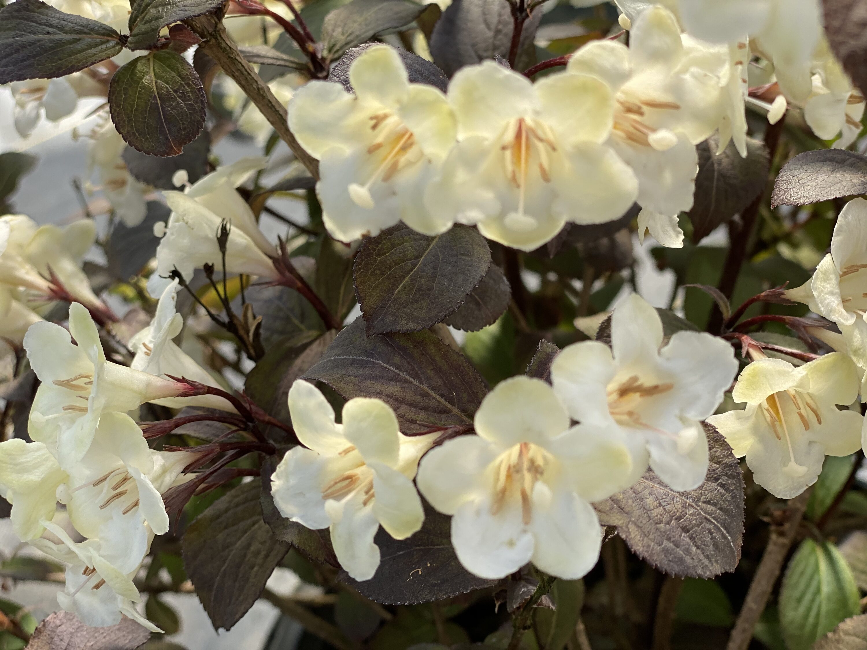 Wine & Spirits Reblooming Weigela Shrubs Near Me at Lowes.com